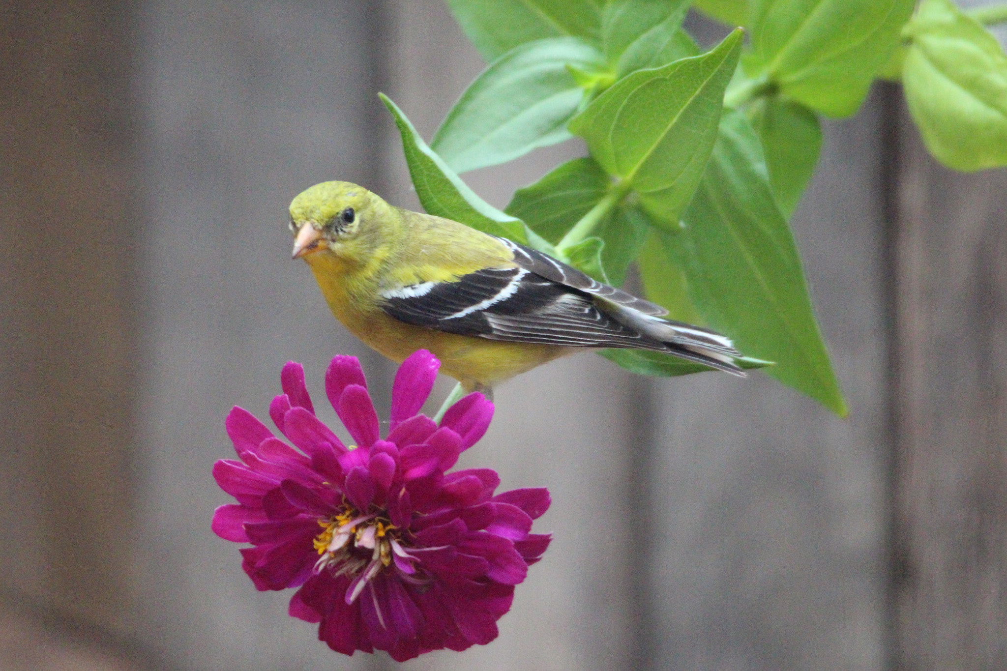 Canon EOS 650D (EOS Rebel T4i / EOS Kiss X6i) + Sigma 50-500mm F4.5-6.3 DG OS HSM sample photo. Yellow finch photography