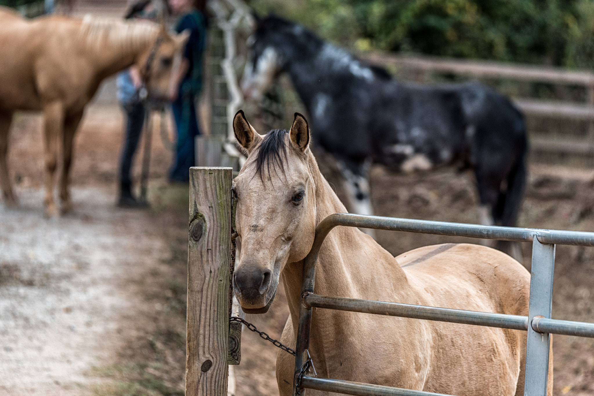 Nikon D750 + Sigma 50mm F2.8 EX DG Macro sample photo. No more fences photography