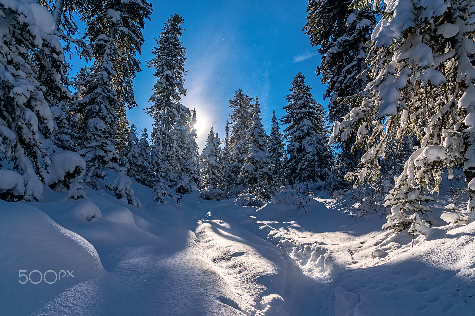 Sony DT 18-135mm F3.5-5.6 SAM sample photo. Winter day in the woods photography