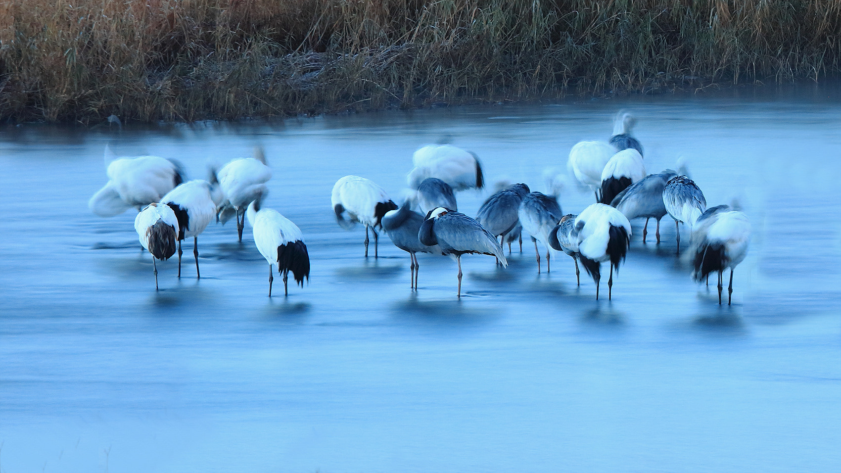 Canon EF 400mm F2.8L IS II USM sample photo. Crane photography