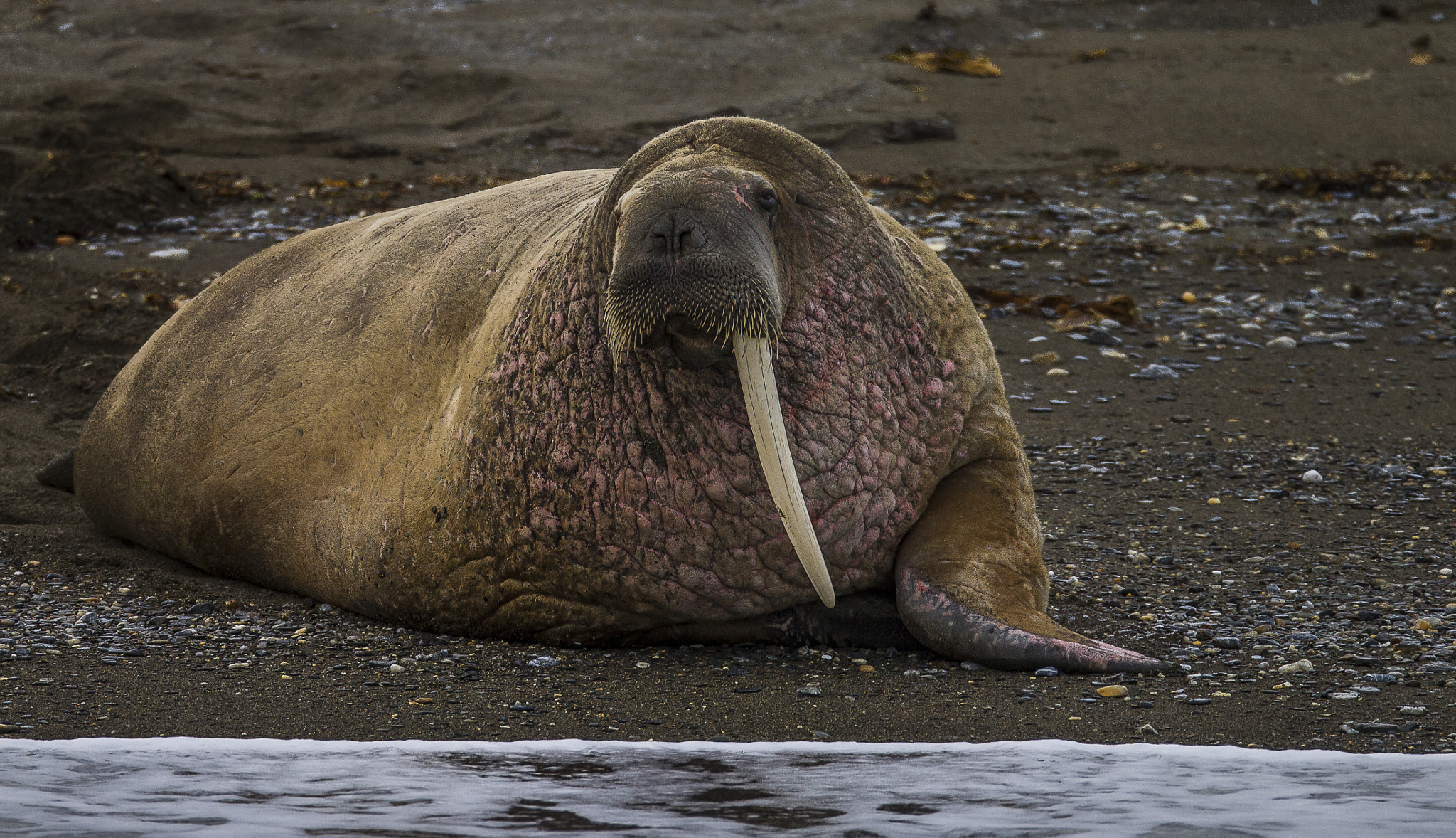 Canon EOS-1D Mark IV + Canon EF 800mm F5.6L IS USM sample photo. The one tusk walrus photography