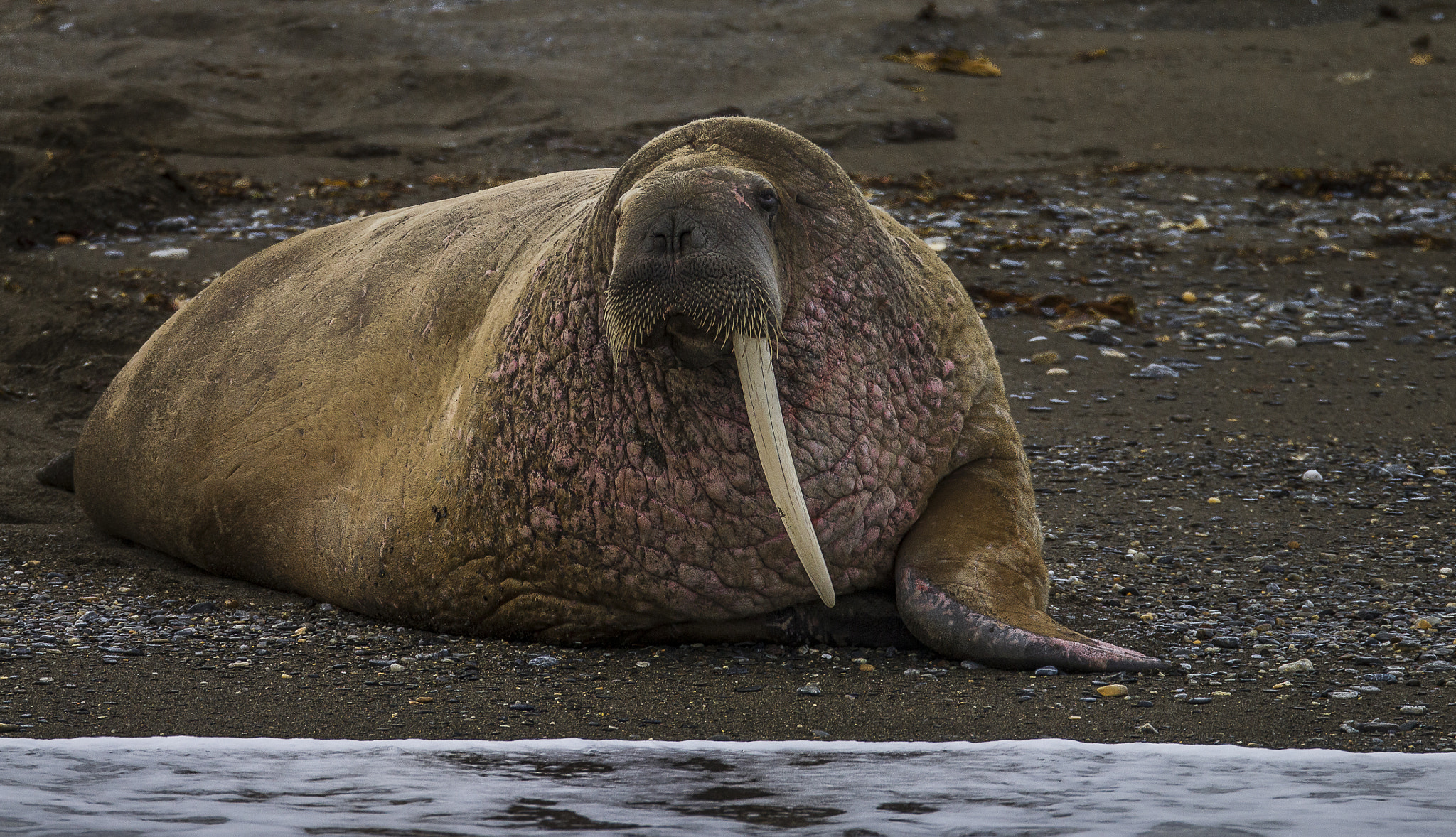 Canon EOS-1D Mark IV sample photo. The one tusk walrus photography