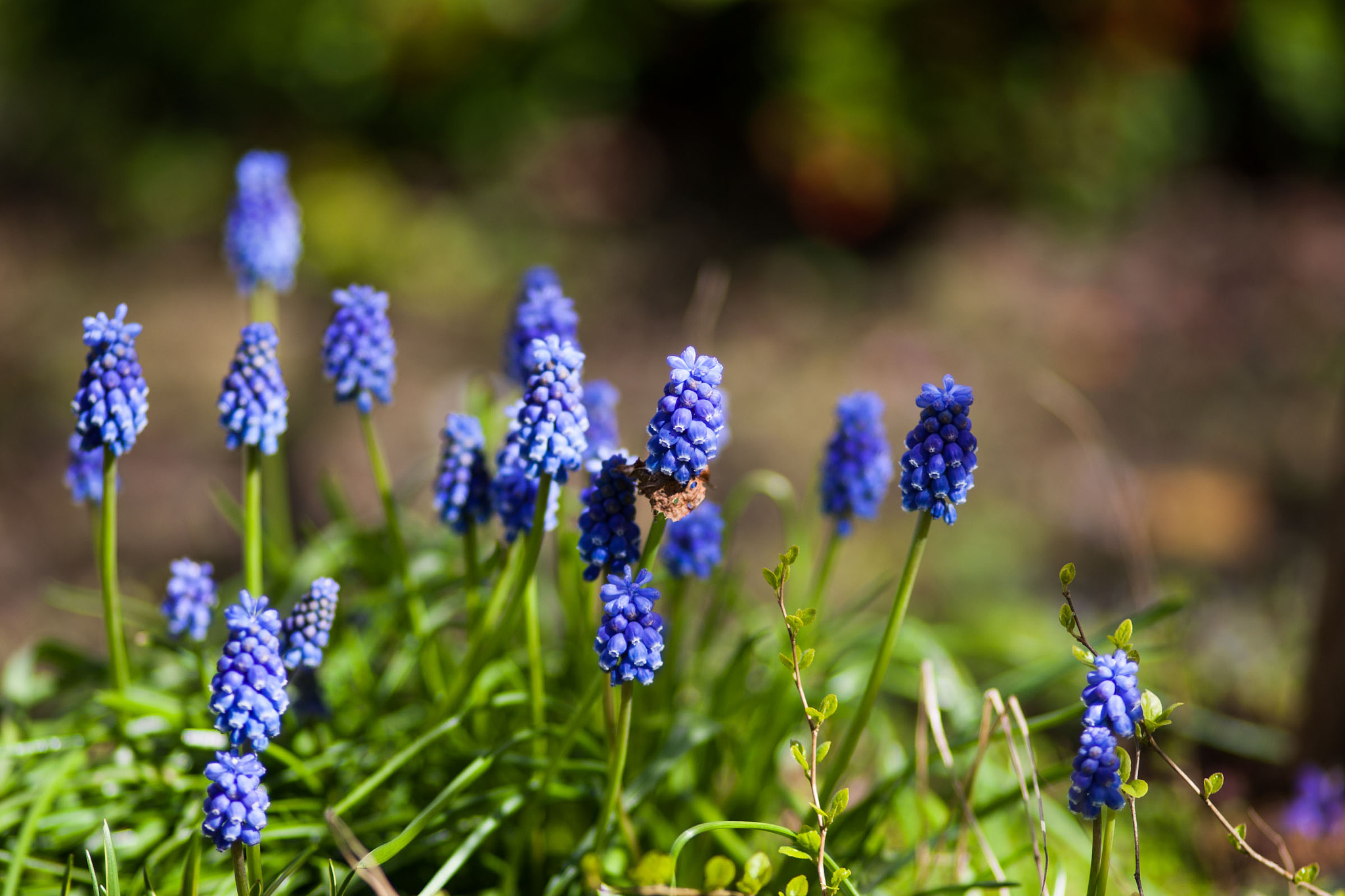 Canon EF 100mm F2.0 USM sample photo. Tiny world photography