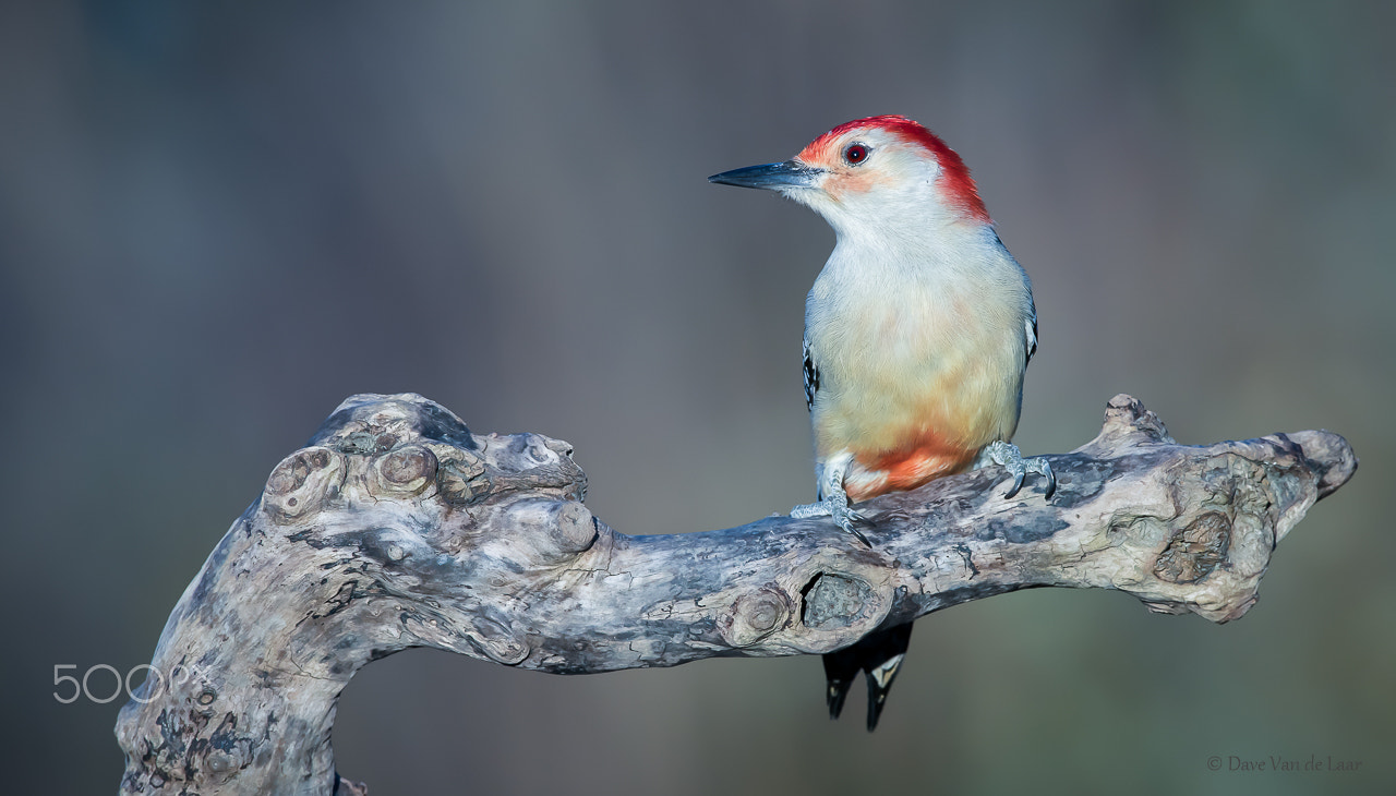 Nikon D810 + Nikon AF-S Nikkor 600mm F4G ED VR sample photo. Red-bellied woodpecker photography