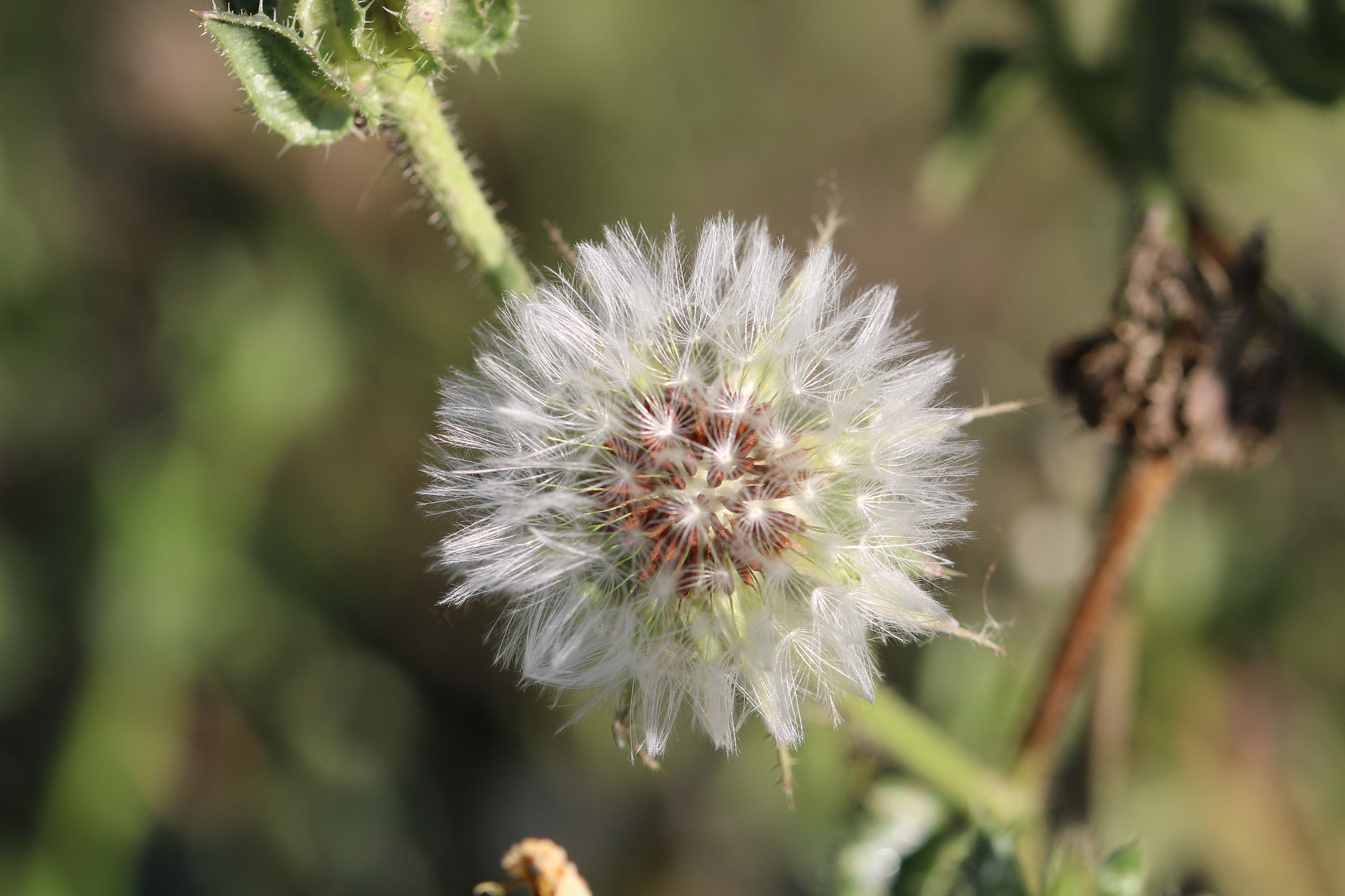 Sigma 105mm F2.8 EX DG OS HSM sample photo. Time to disperse! photography