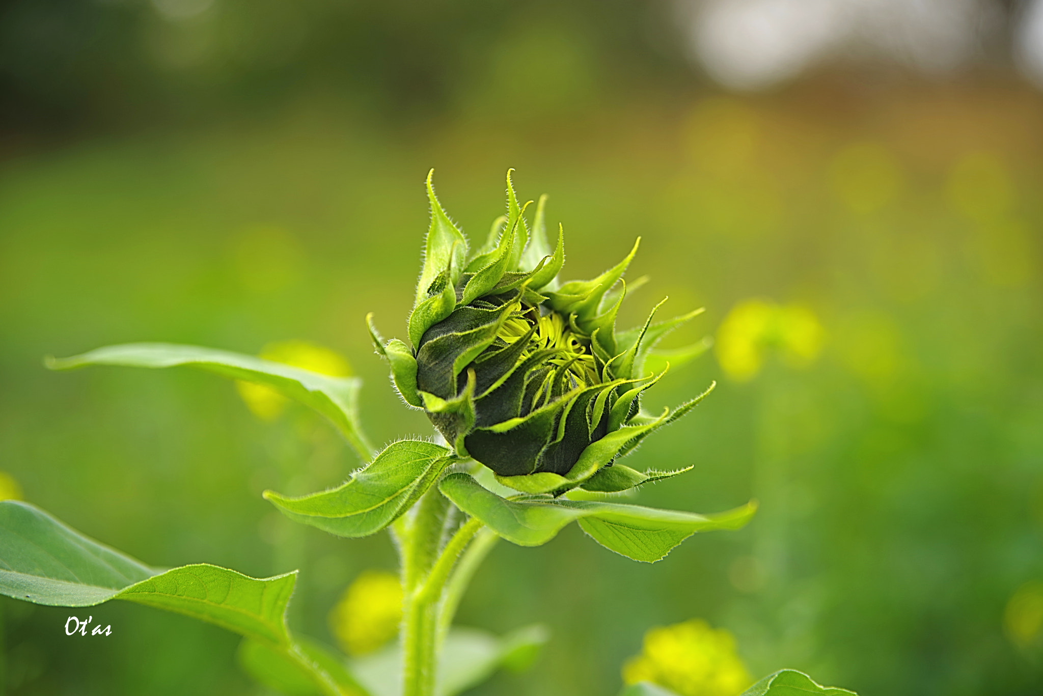 Pentax K-1 + Tamron AF 28-75mm F2.8 XR Di LD Aspherical (IF) sample photo. Green photography