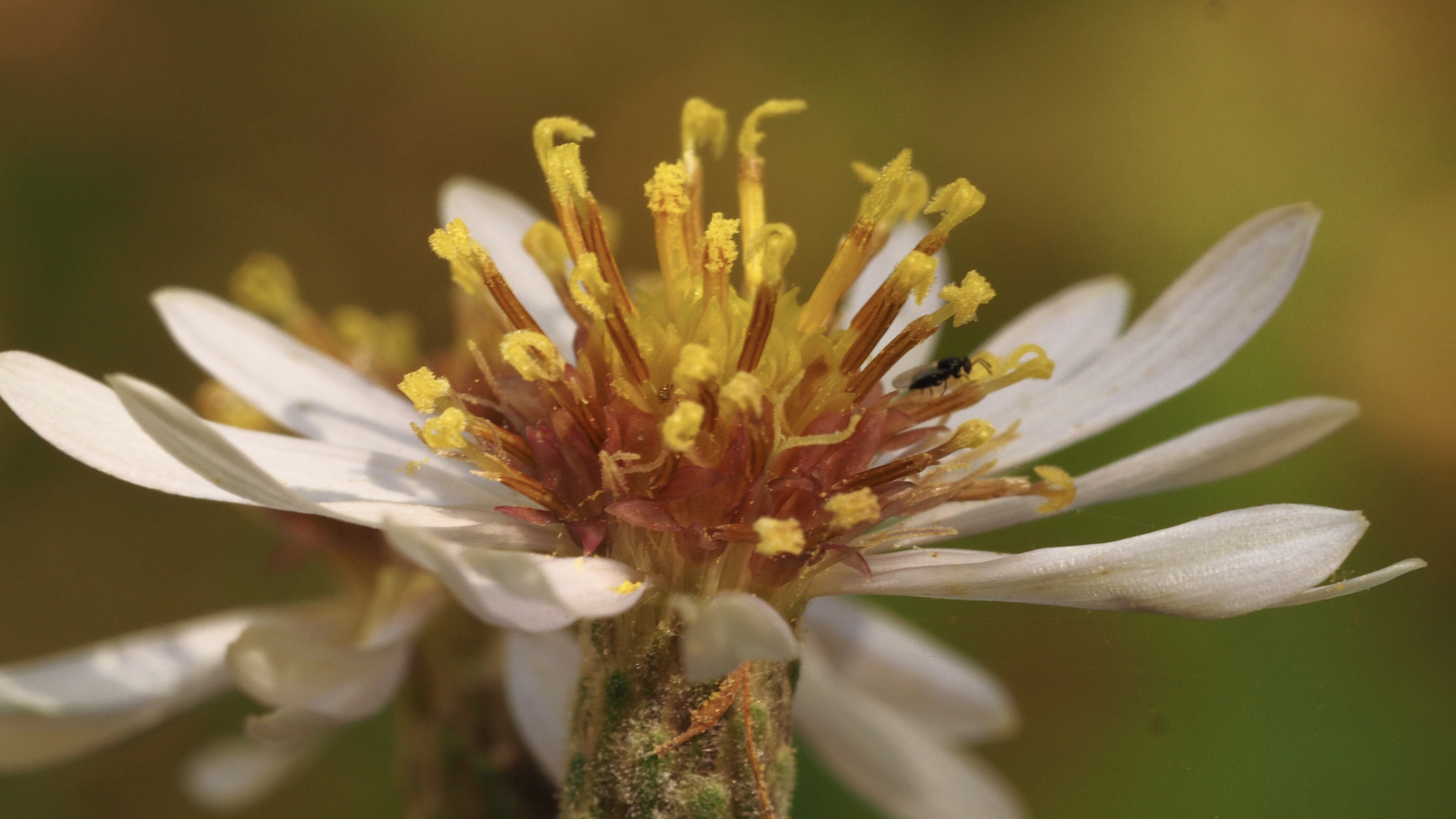 Olympus M.Zuiko Digital ED 60mm F2.8 Macro sample photo. Gnat and flower photography