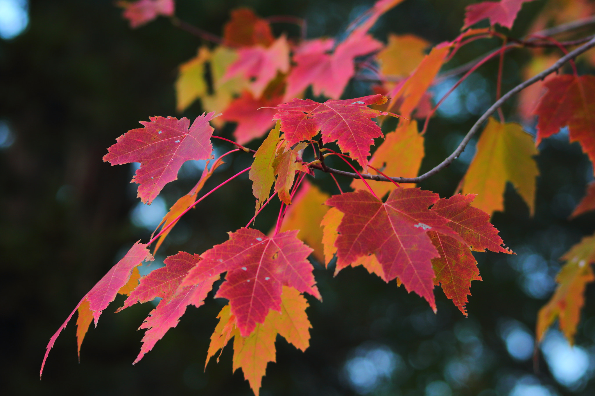 Canon EOS 1200D (EOS Rebel T5 / EOS Kiss X70 / EOS Hi) sample photo. Autumn maple leaves photography
