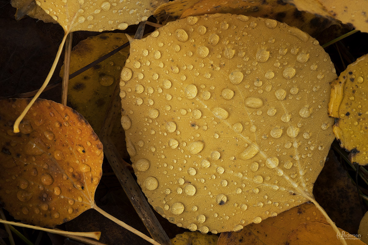 Fujifilm X-T2 + Fujifilm XF 60mm F2.4 R Macro sample photo. Autumn rain photography