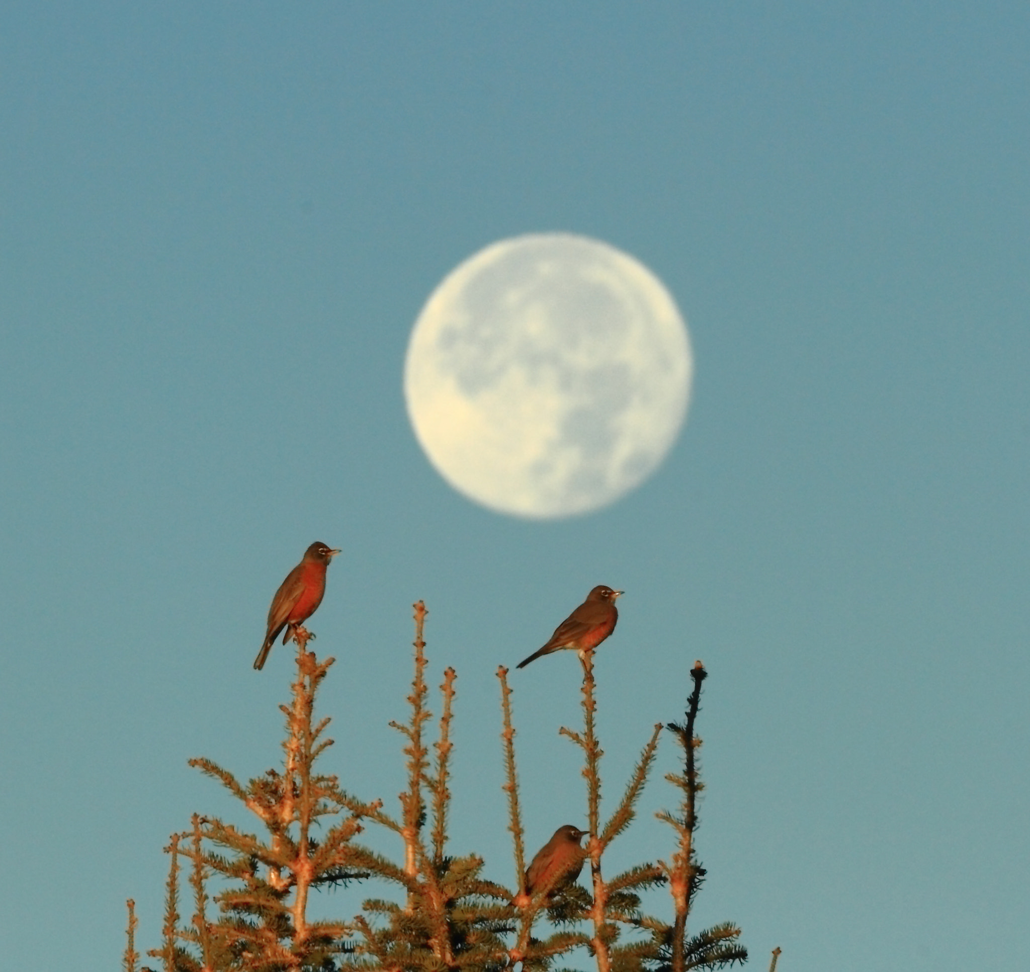 Canon EOS 7D + Canon EF 300mm F4L IS USM sample photo. Mooning birds photography
