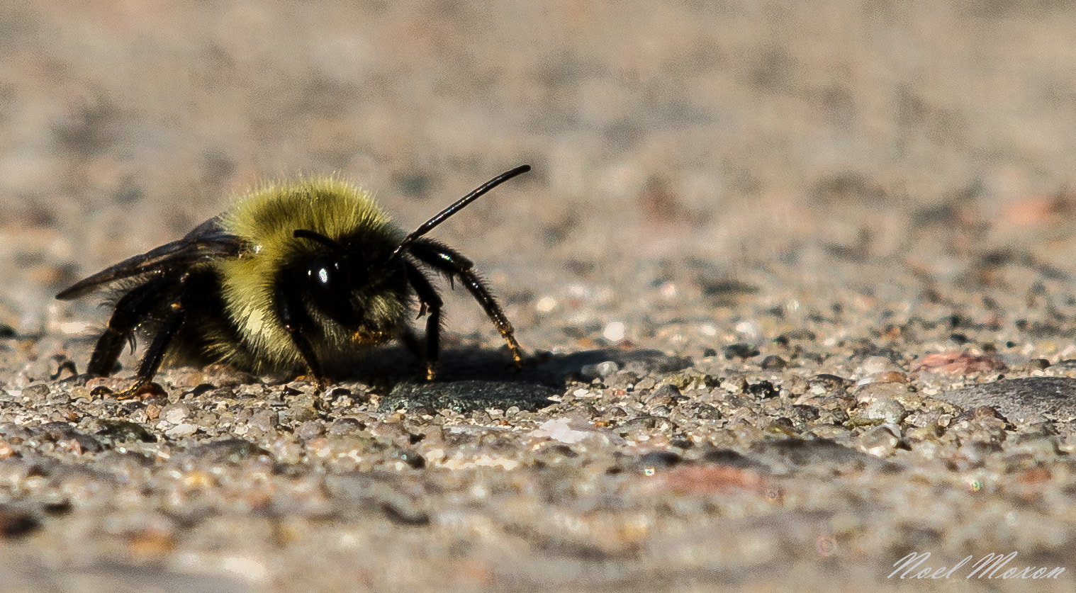 Olympus OM-D E-M5 sample photo. Bee strolling photography