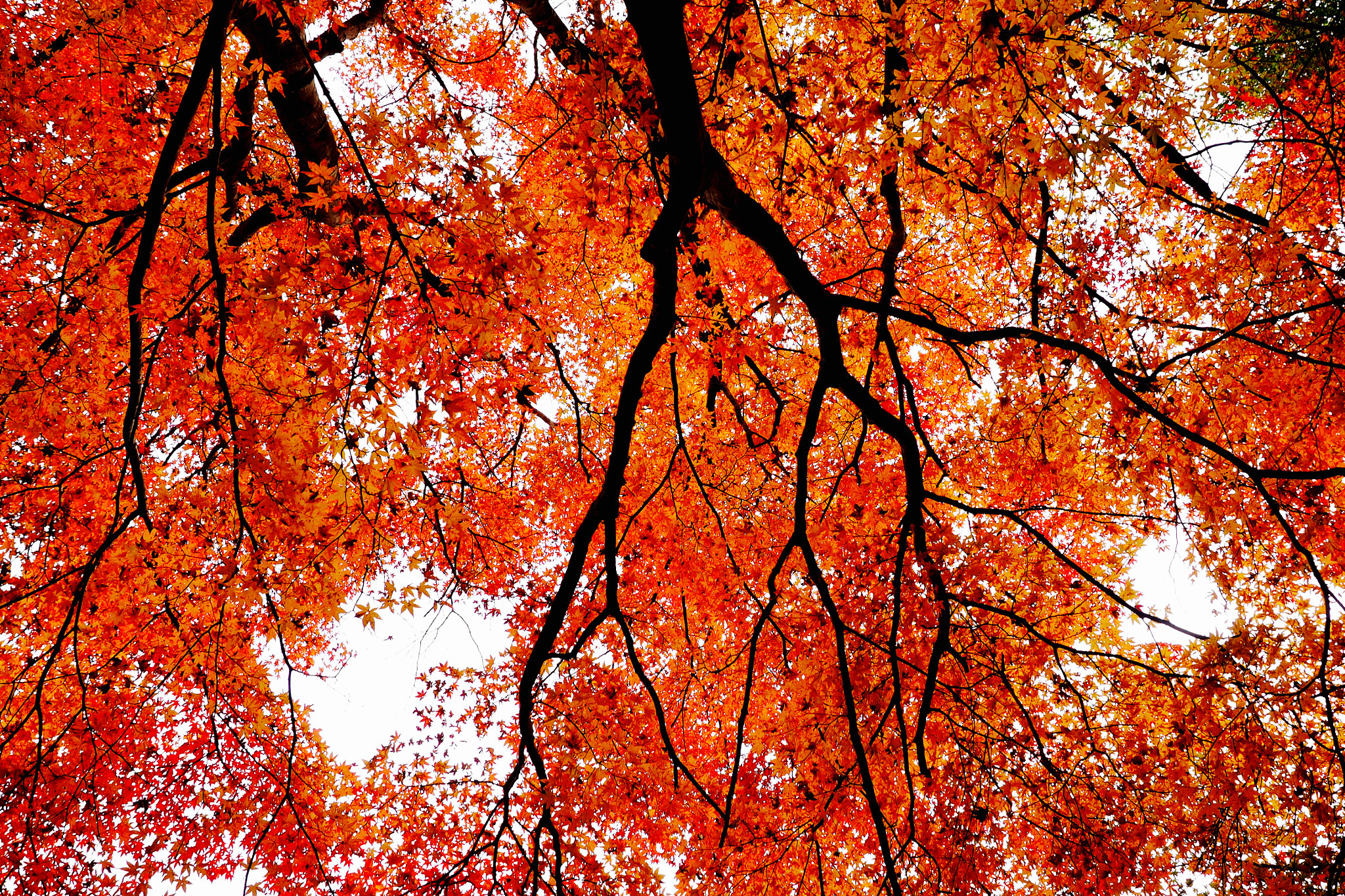 Olympus M.Zuiko Digital ED 12-40mm F2.8 Pro sample photo. Branches photography