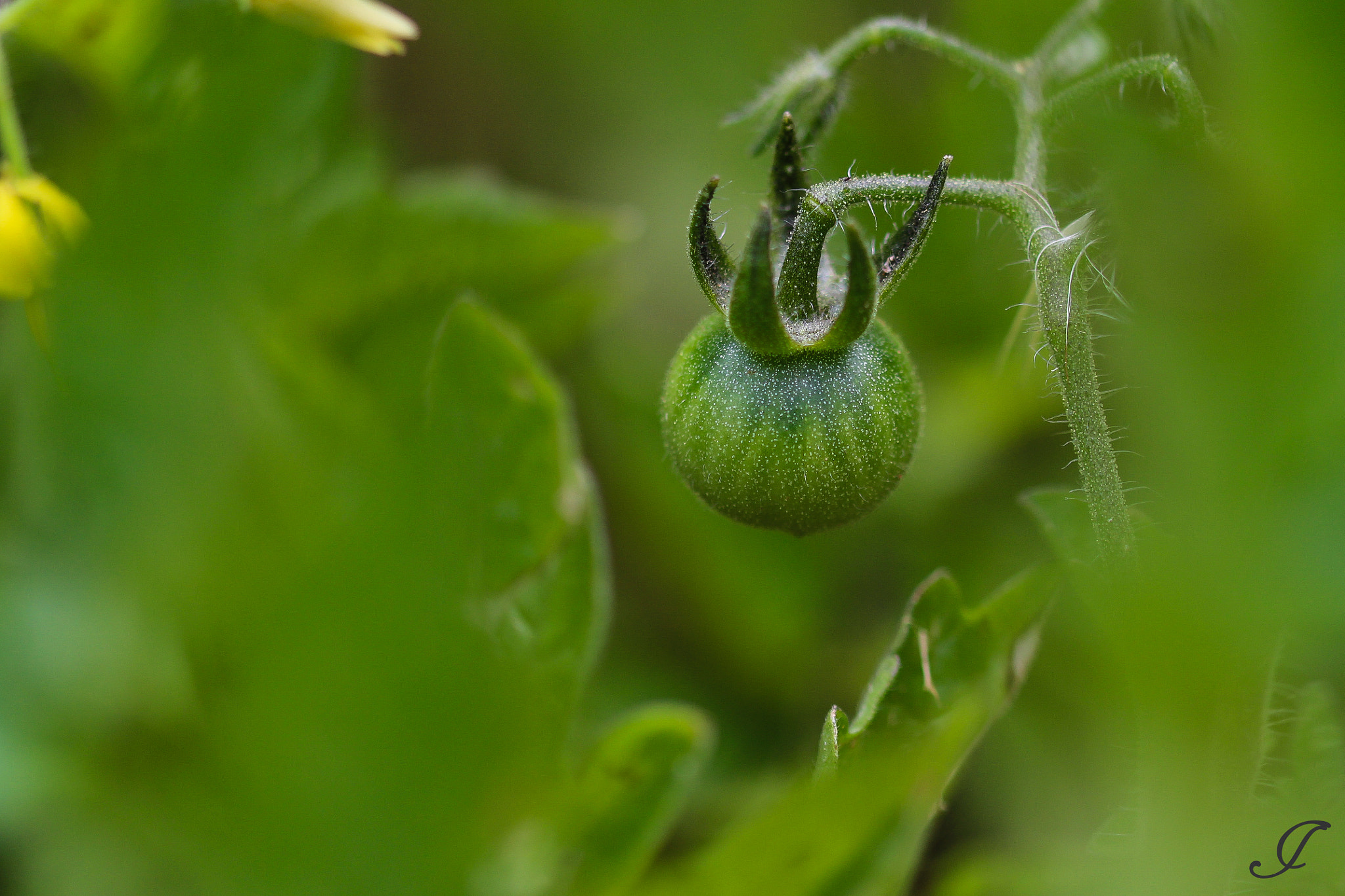 Sigma 105mm F2.8 EX DG OS HSM sample photo. Greenbaby photography