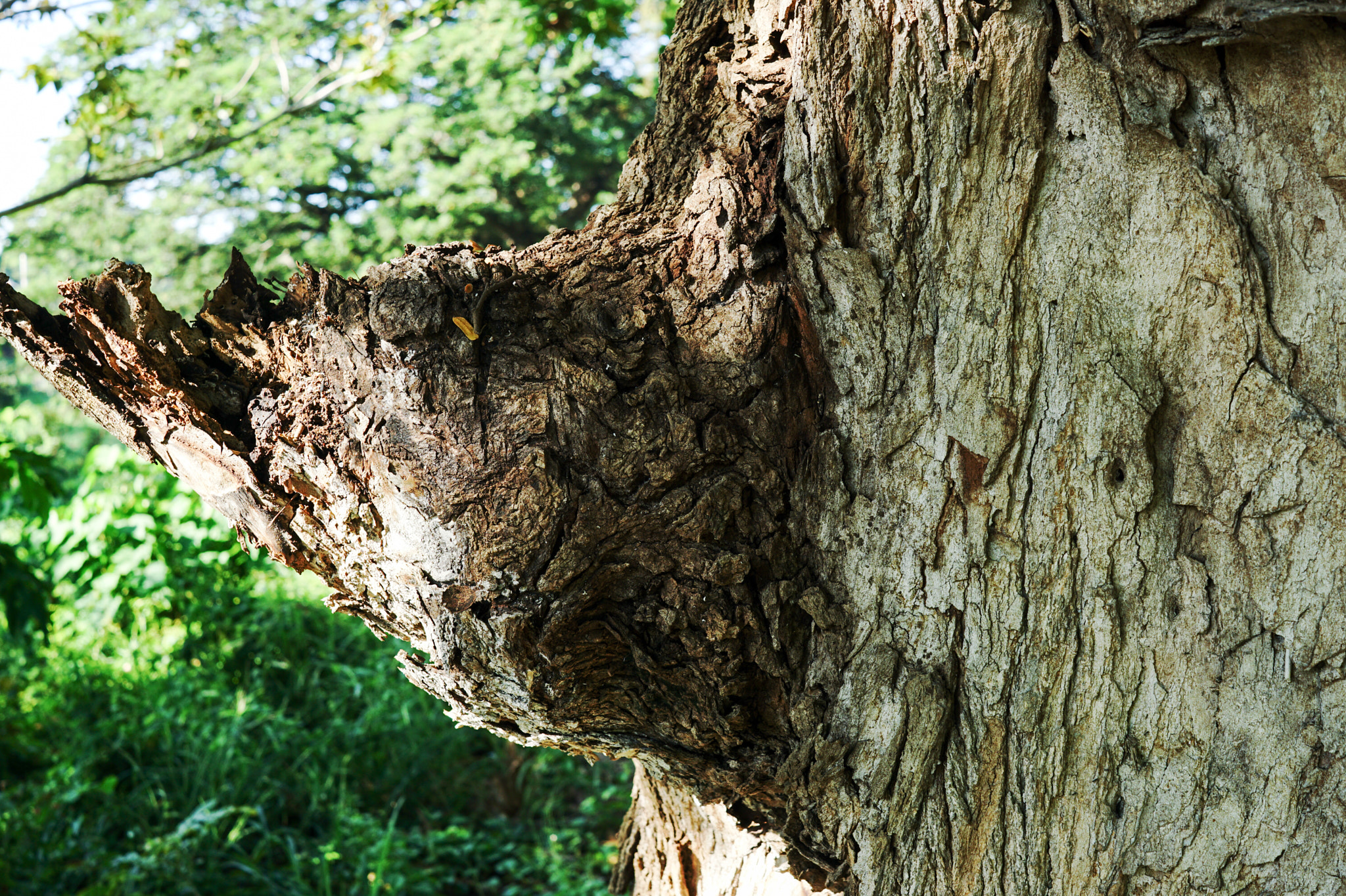 Sony FE 28mm F2 sample photo. Last man standing photography