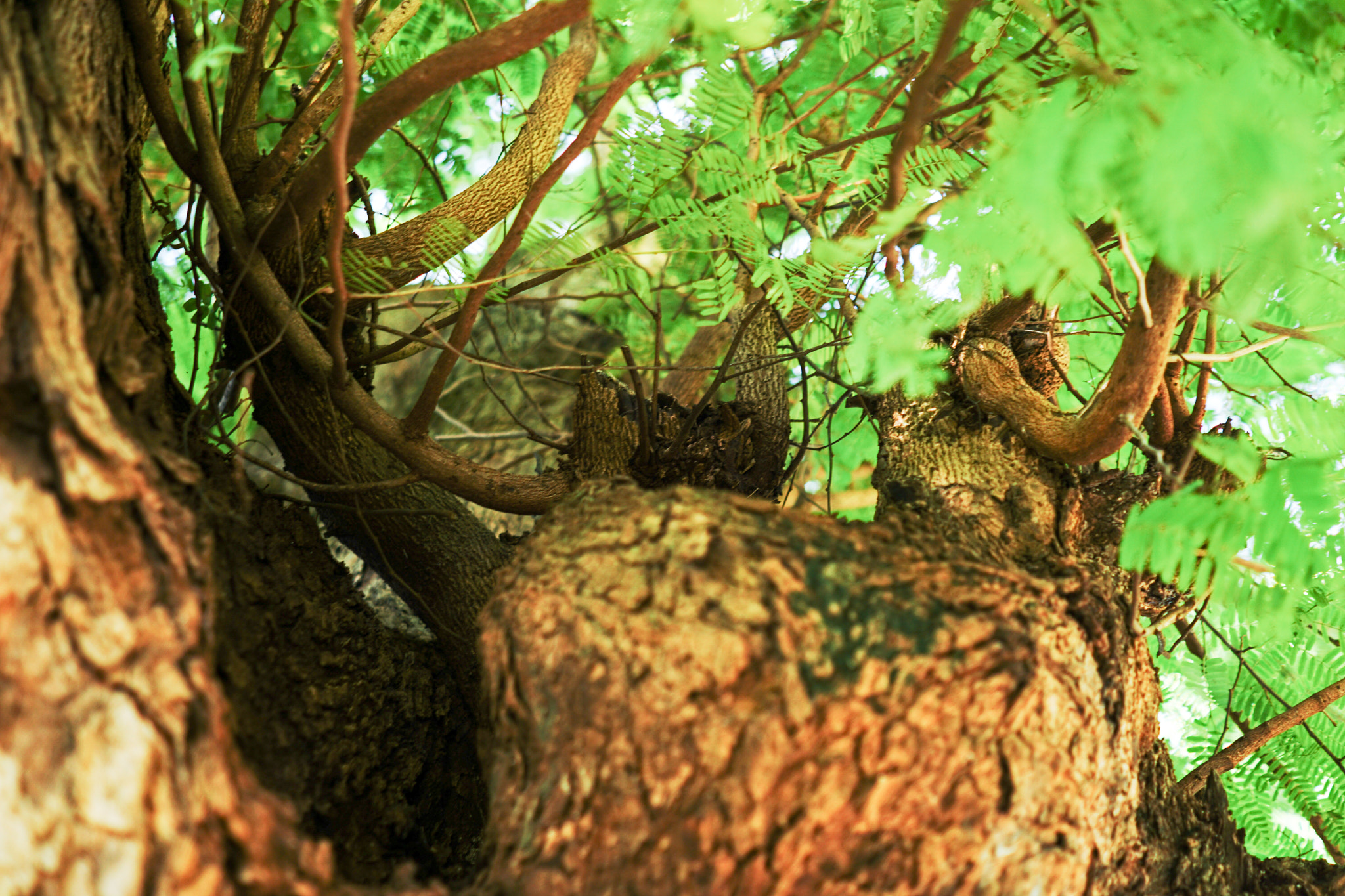 Sony FE 28mm F2 sample photo. Emeralda,  morning light photography