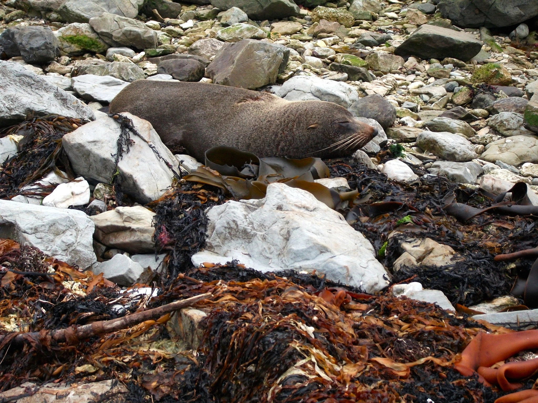 Fujifilm A170 A180 sample photo. Kiakoura seal photography