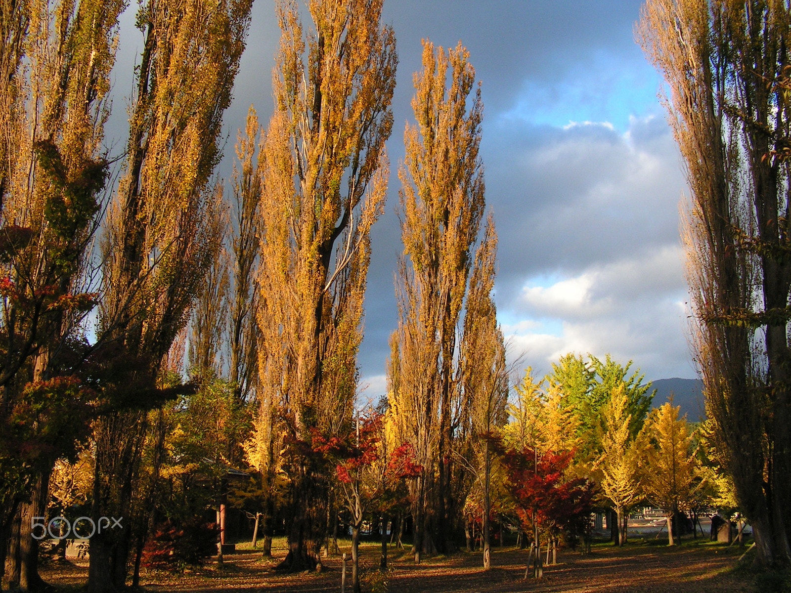 KONICA MINOLTA DiMAGE Z10 sample photo. Poplar trees in 大池公園 photography