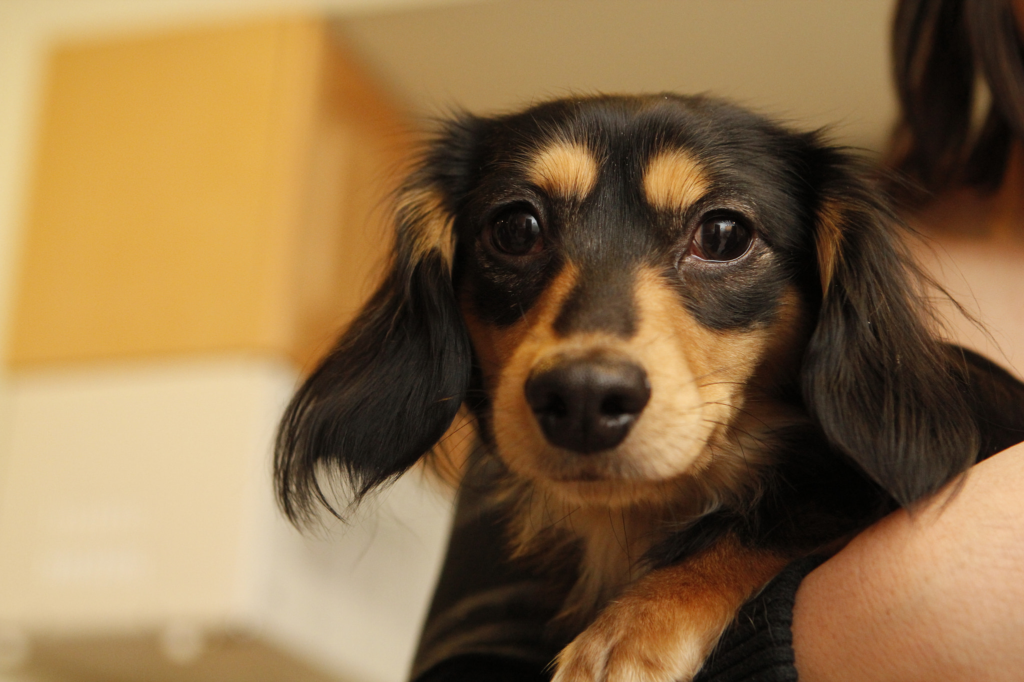 Canon EOS 550D (EOS Rebel T2i / EOS Kiss X4) sample photo. Adefo photography