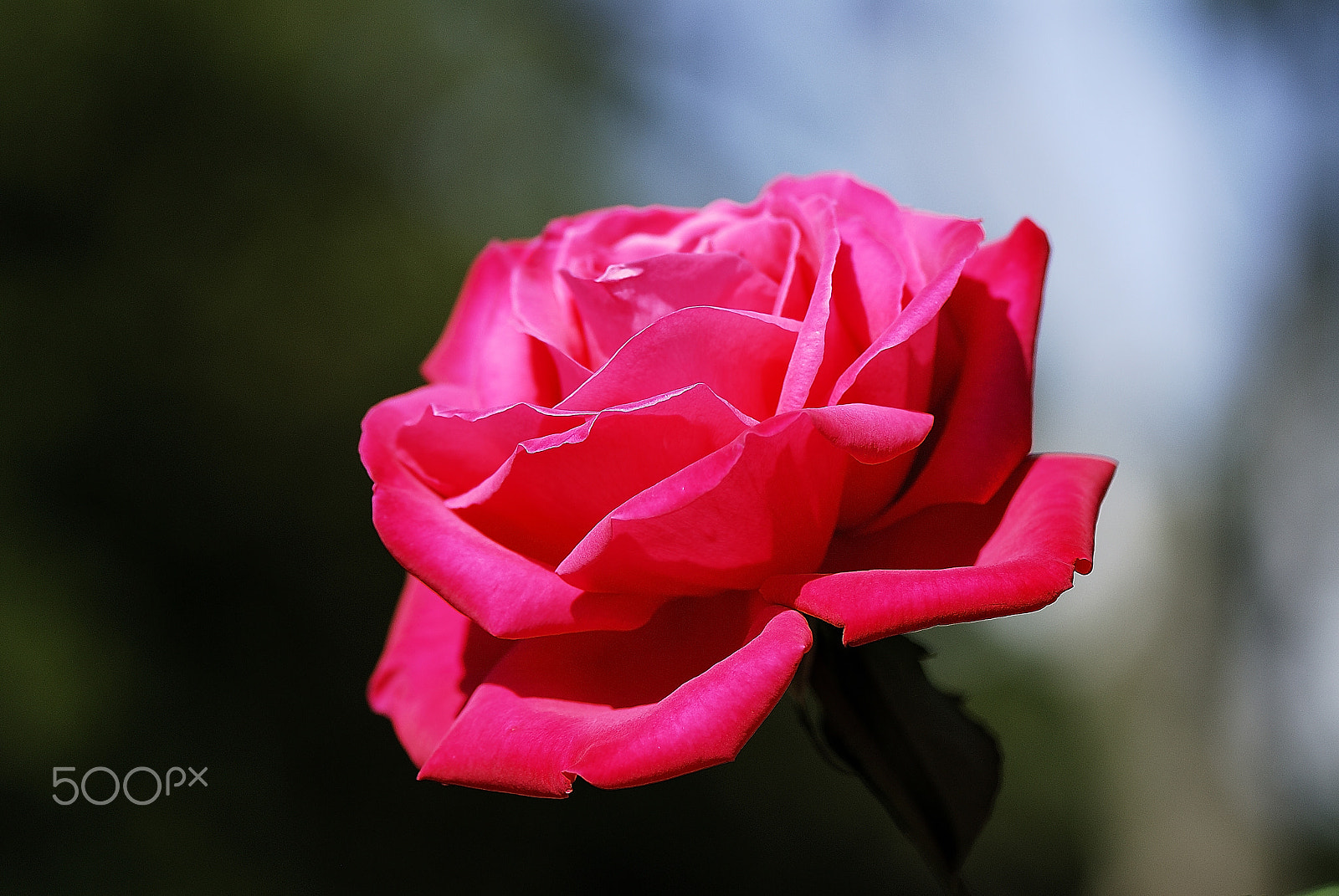 Nikon D200 sample photo. Red rose of pure natural light photography