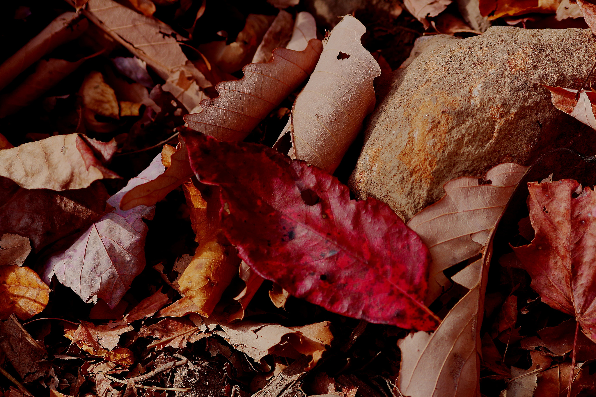 Canon EOS 1200D (EOS Rebel T5 / EOS Kiss X70 / EOS Hi) sample photo. Fall color photography