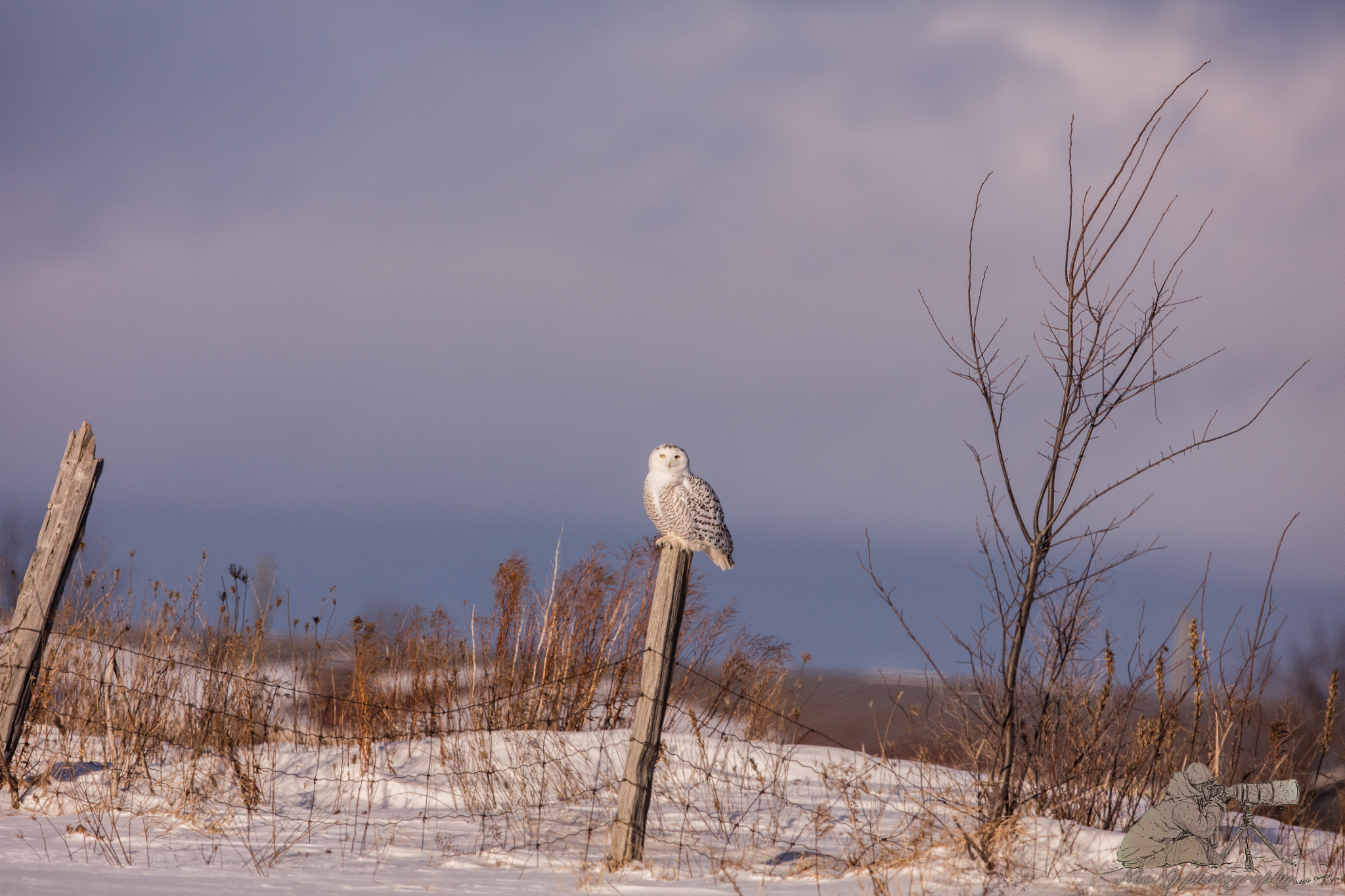 Canon EF 600mm F4L IS II USM sample photo. Dsl photography