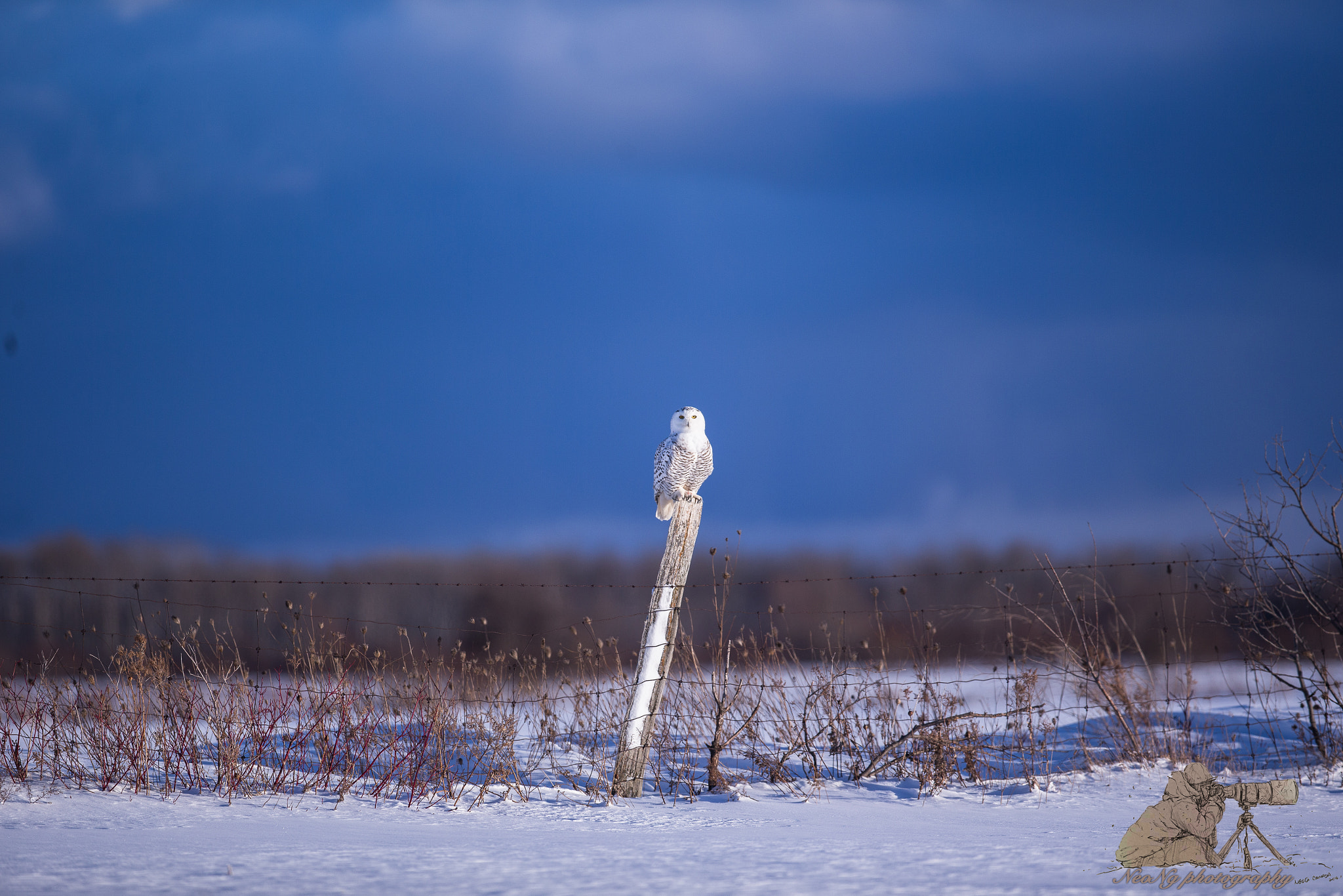 Canon EOS-1D X sample photo. Neo photography