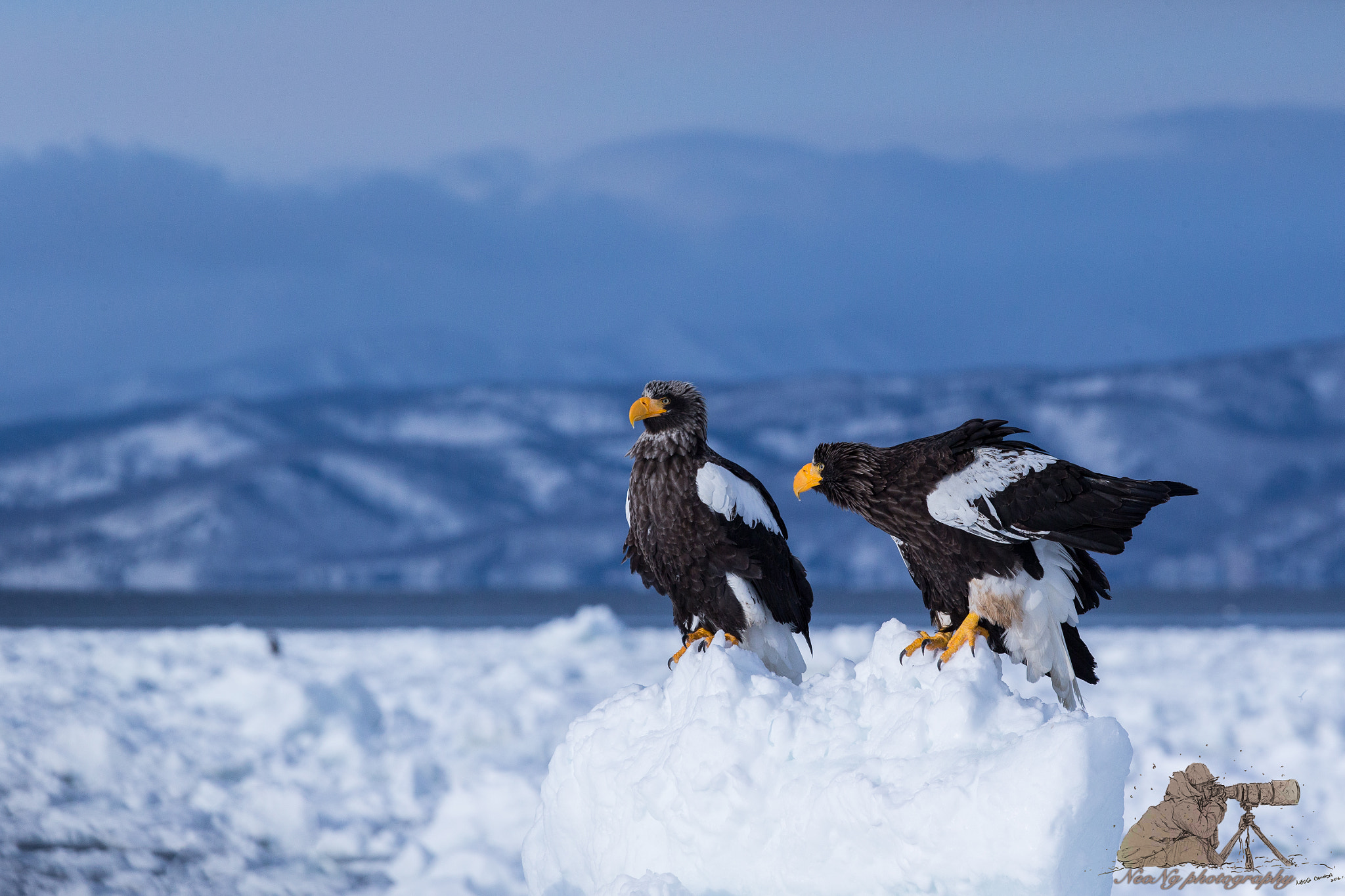 Canon EOS-1D X + Canon EF 300mm F2.8L IS II USM sample photo. Neo photography