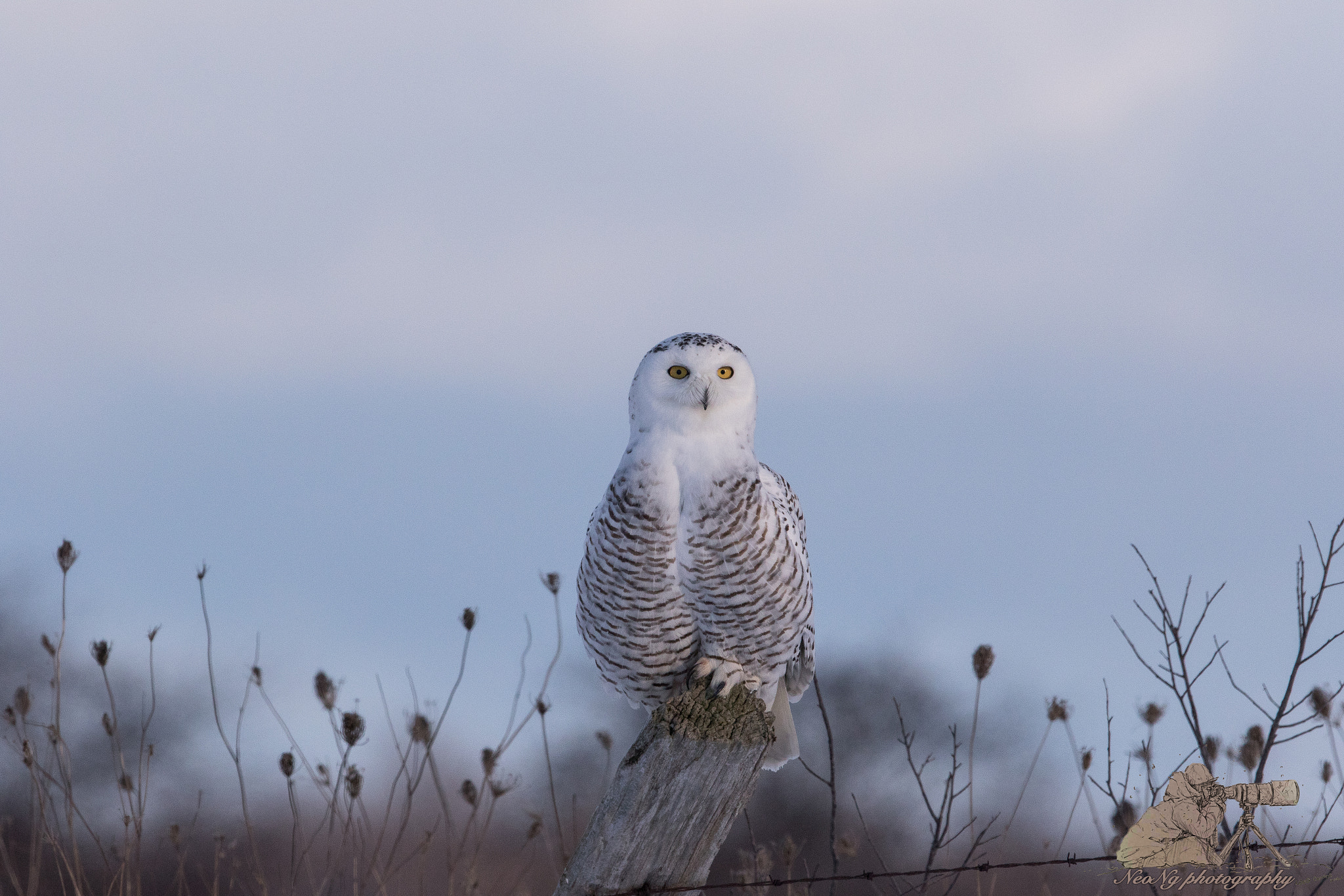 Canon EF 600mm F4L IS II USM sample photo. Neol photography