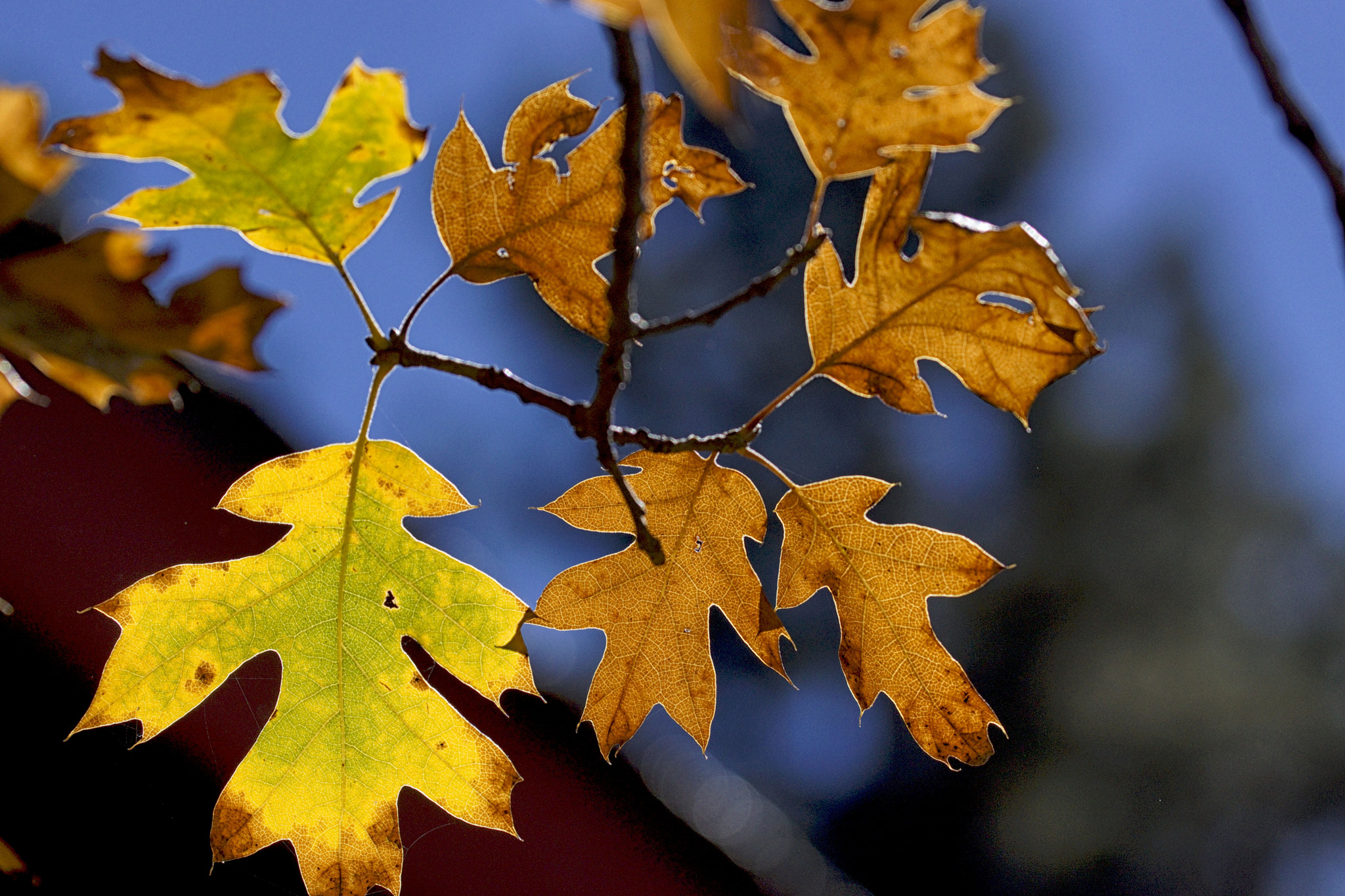 Sony SLT-A77 + 90mm F2.8 Macro SSM sample photo. 2016 fall leaves 1 photography