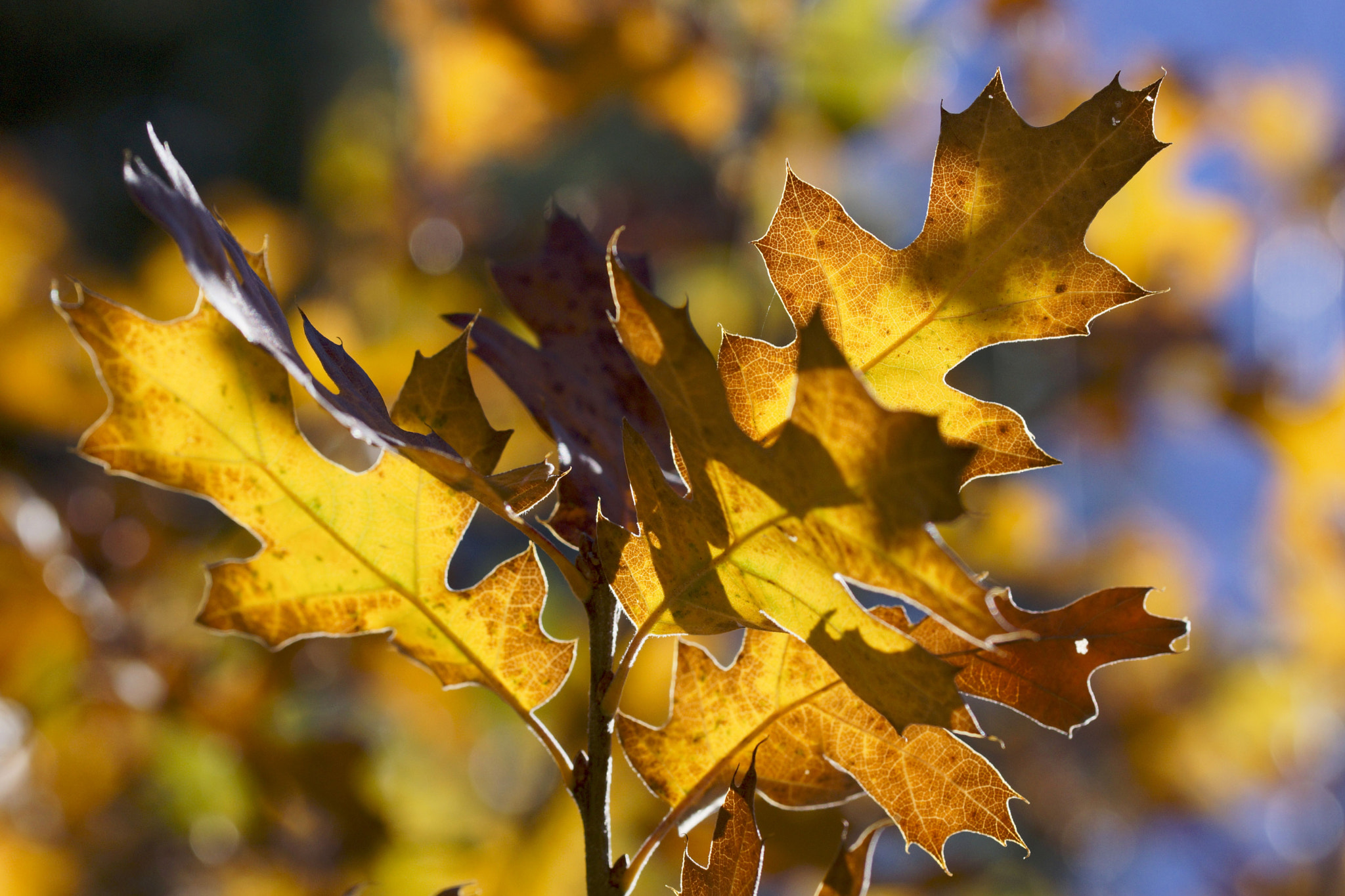 Sony SLT-A77 + 90mm F2.8 Macro SSM sample photo. 2016 fall leaves 1 photography