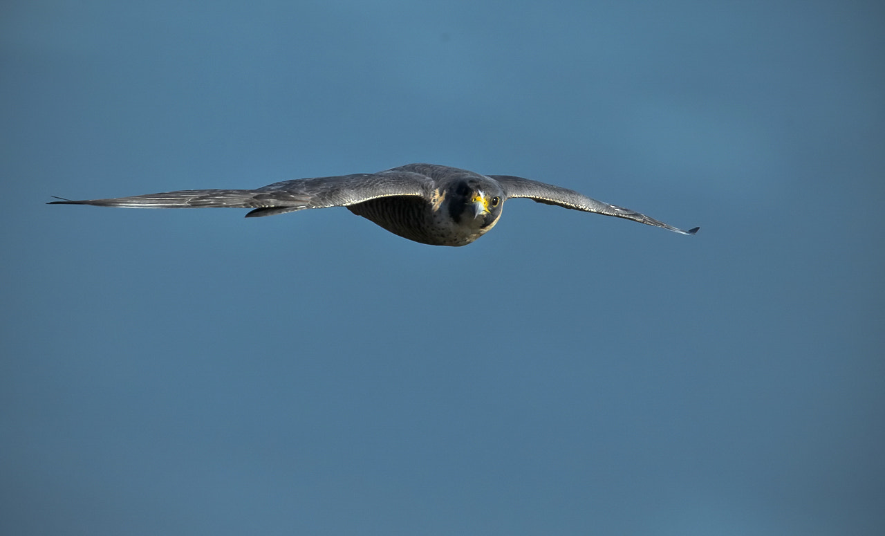 Canon EF 300mm F2.8L IS II USM sample photo. Eye contact photography