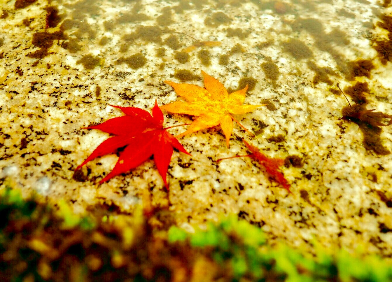 Olympus OM-D E-M10 + OLYMPUS M.12mm F2.0 sample photo. 圓光寺 photography