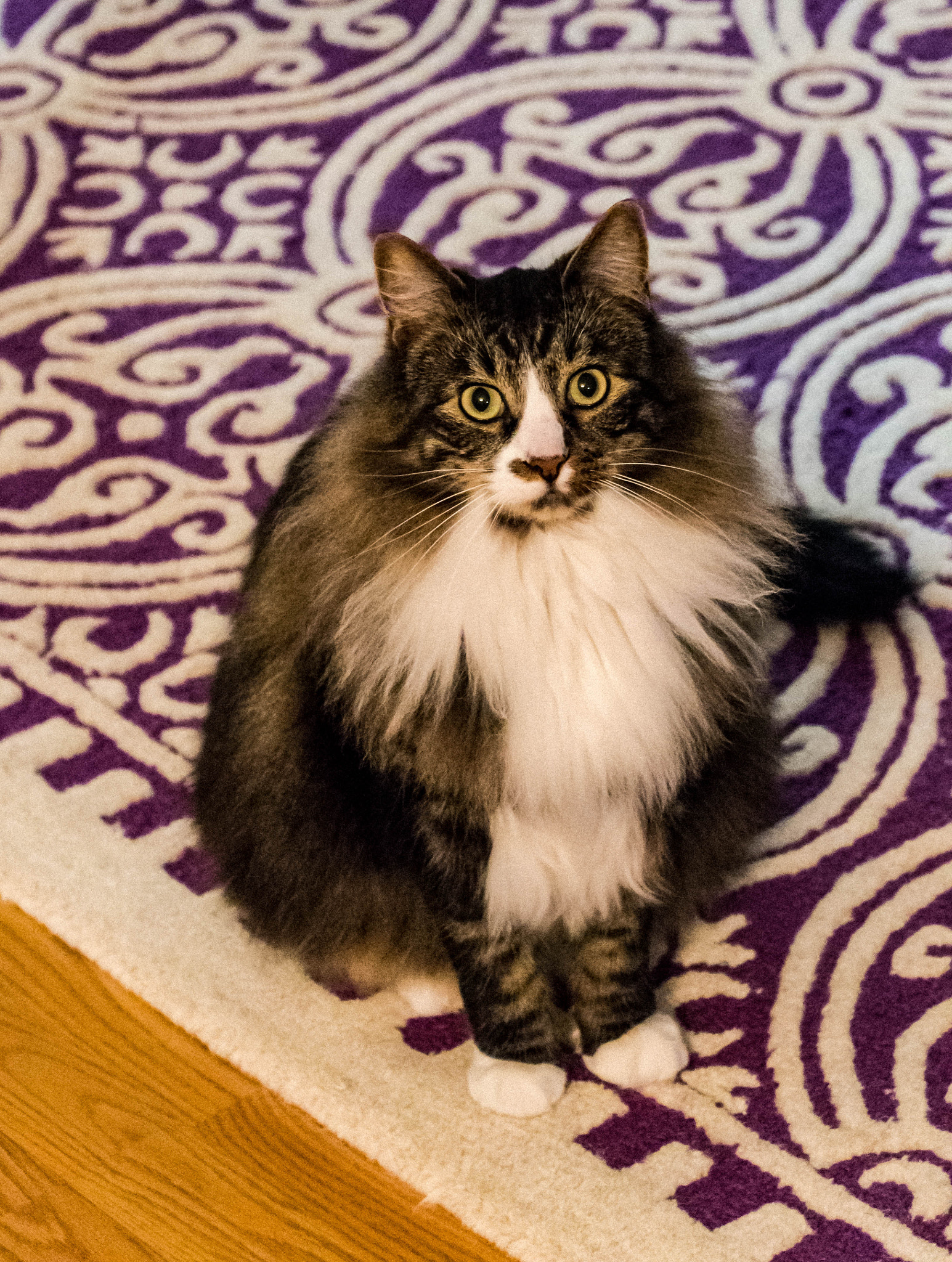 Nikon D500 sample photo. Bane poses for the camera photography