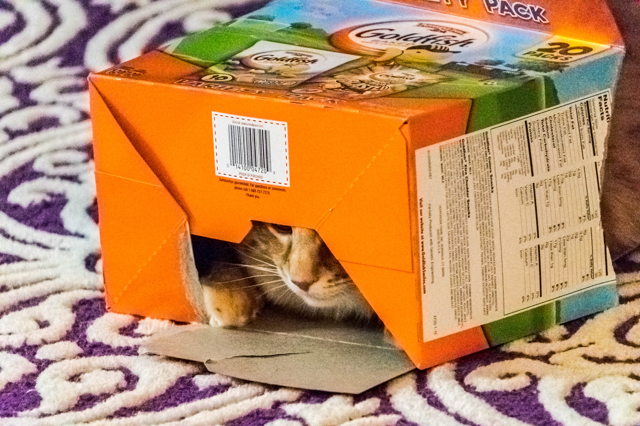 Nikon D500 sample photo. Goro peers out photography