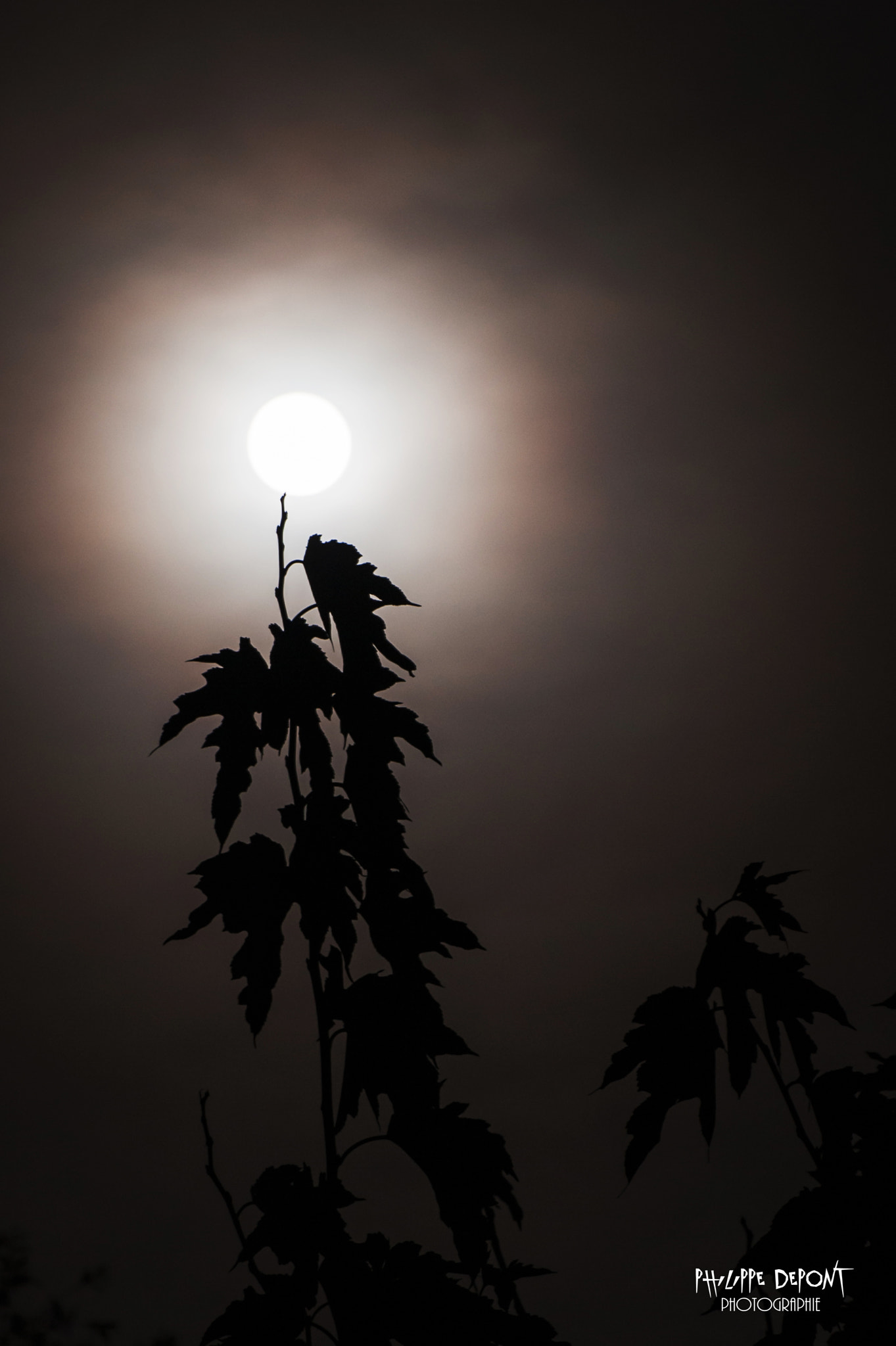 Nikon D3 sample photo. Moon on leaves photography