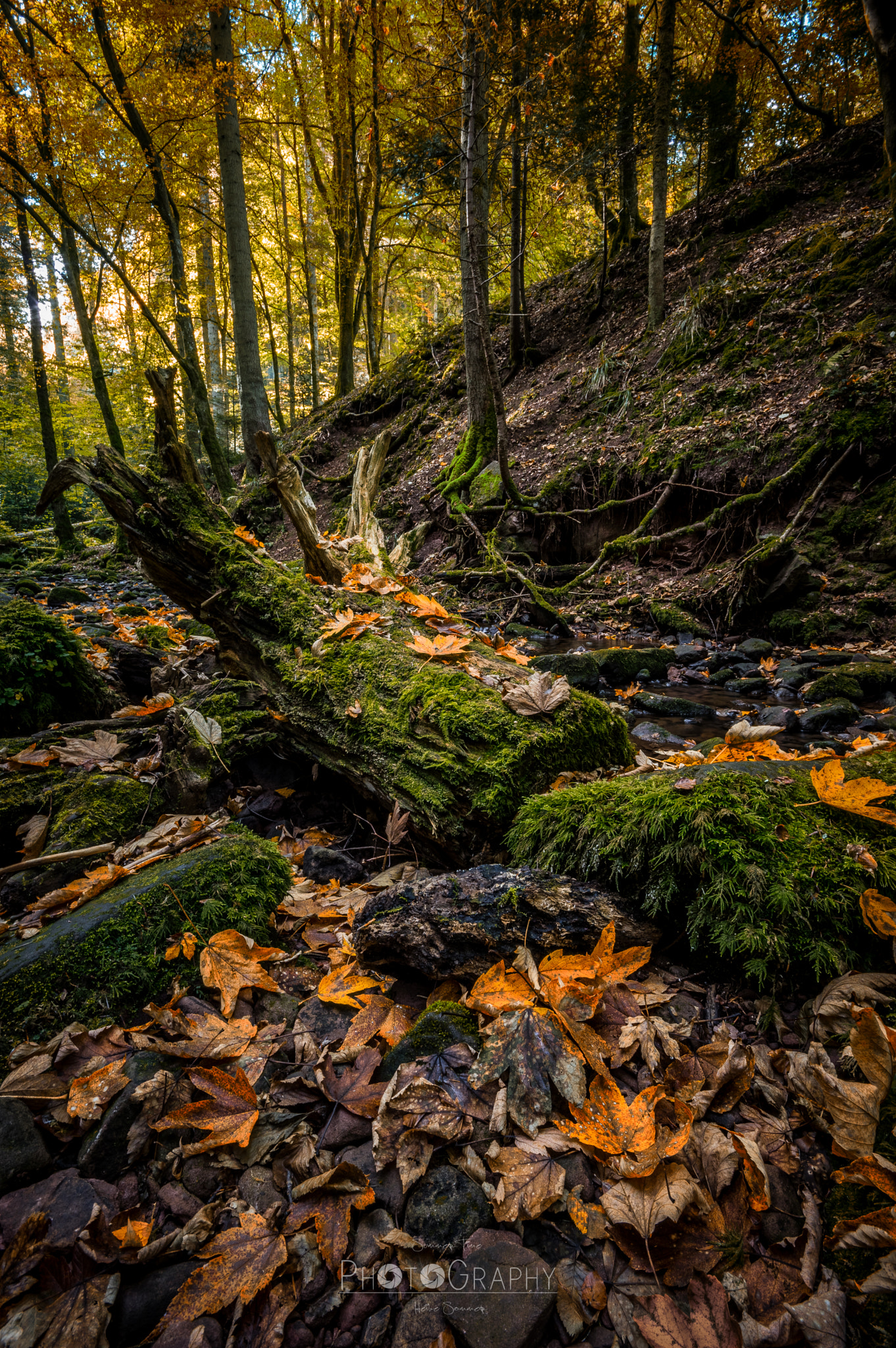 Sigma AF 10-20mm F4-5.6 EX DC sample photo. Autumn impressions iii photography