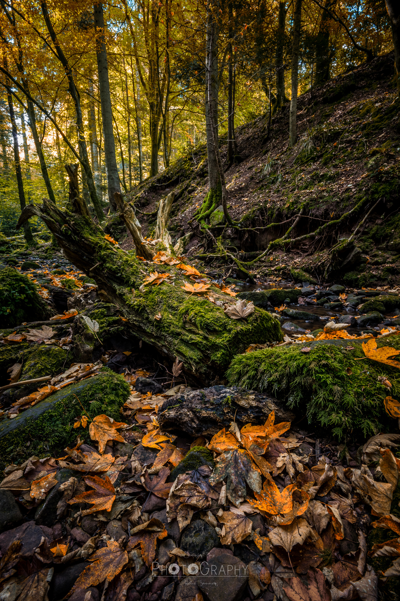 Pentax K-3 + Sigma AF 10-20mm F4-5.6 EX DC sample photo. Autumn impressions iii photography