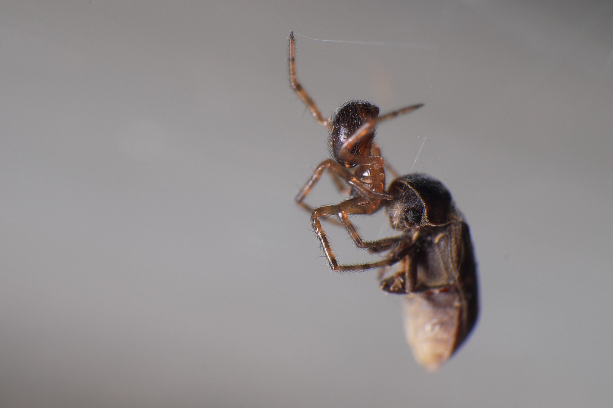 Fujifilm X-E1 + Fujifilm XF 55-200mm F3.5-4.8 R LM OIS sample photo. Spider eating a bug 2 2016.10.08 photography