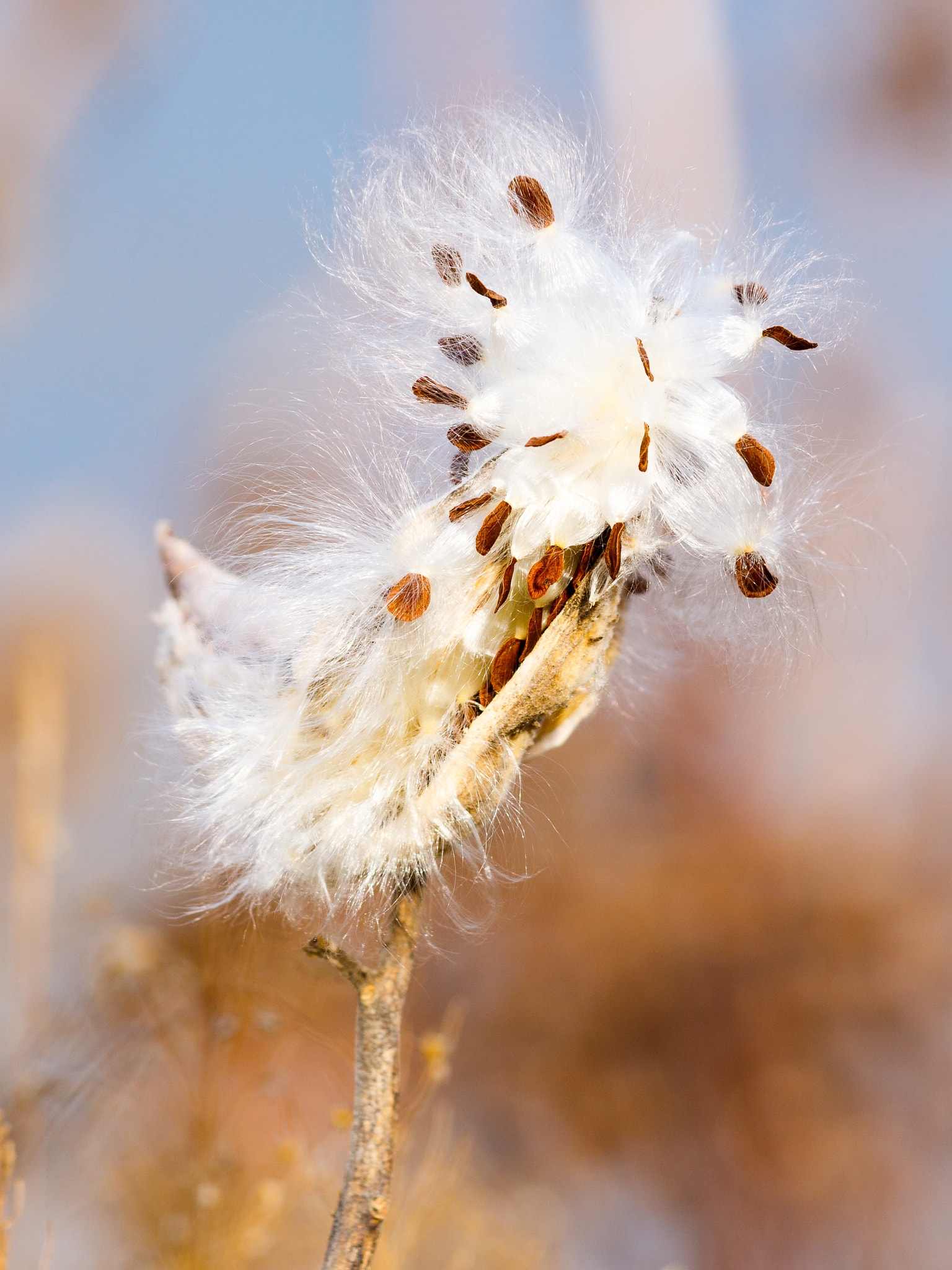 Canon EF 70-300mm F4-5.6 IS USM sample photo. Milkweed seeds in the breeze photography