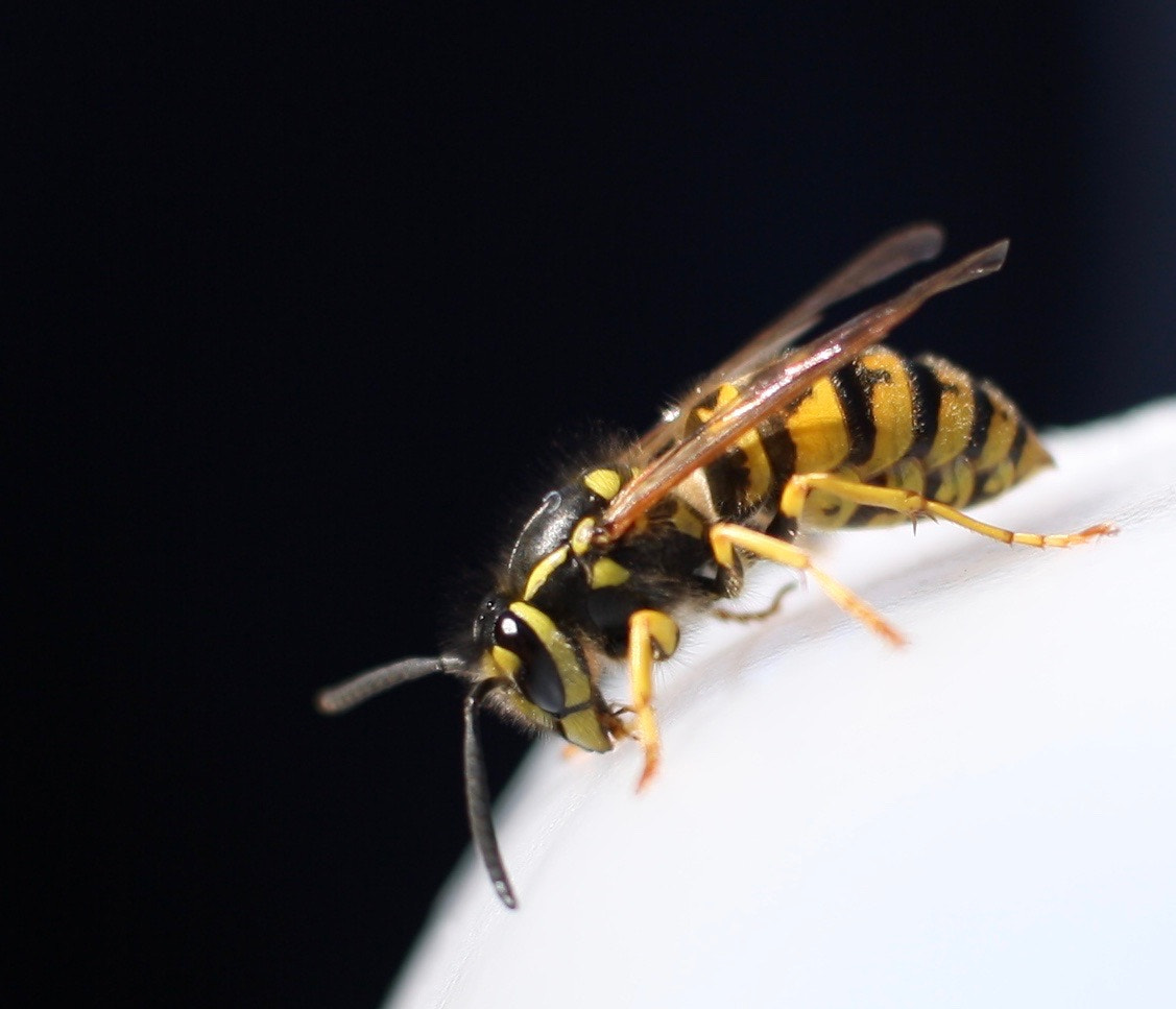 Canon EF-S 24mm F2.8 STM sample photo. Buzz photography