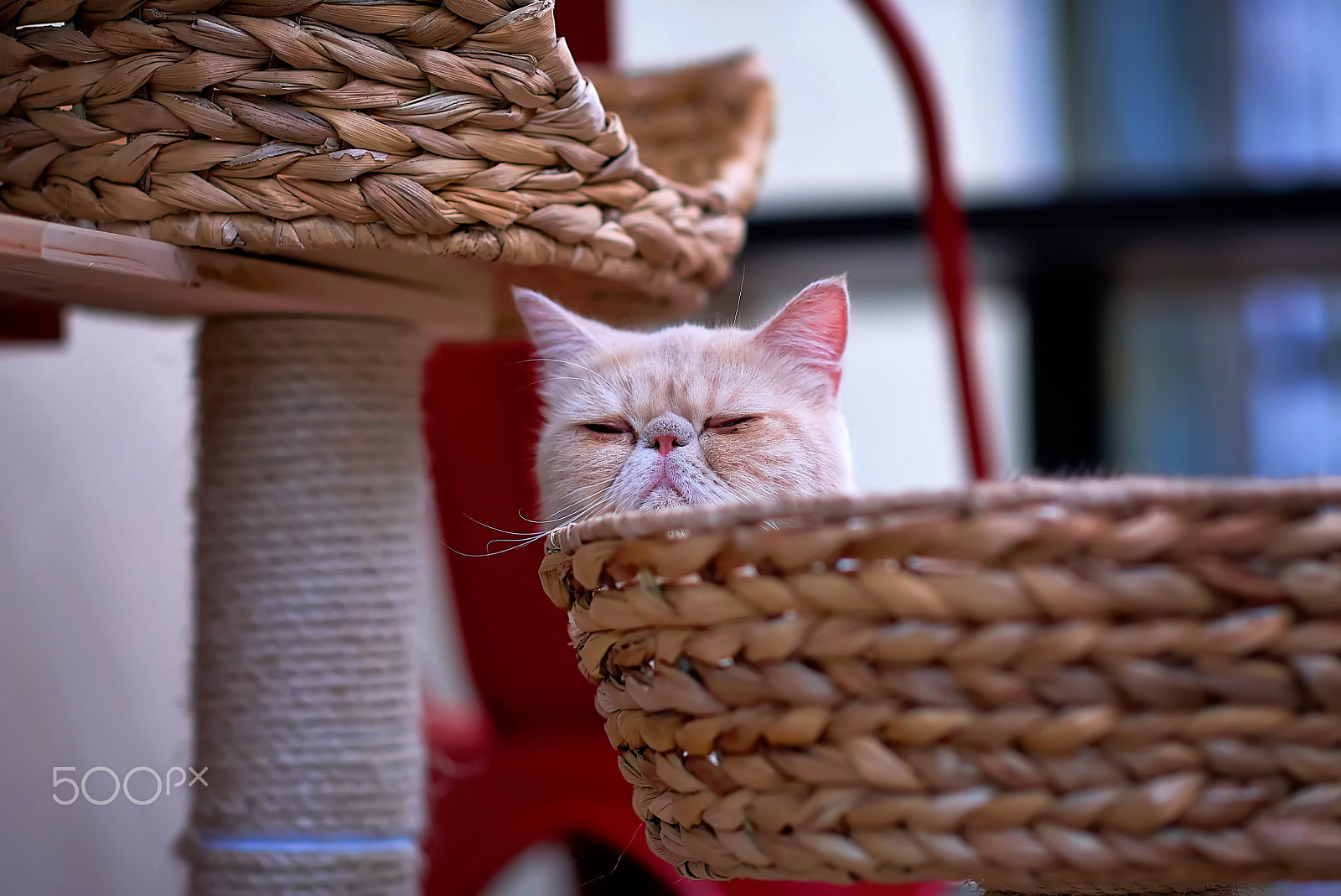 Sony Planar T* 85mm F1.4 ZA sample photo. Sleepy photography