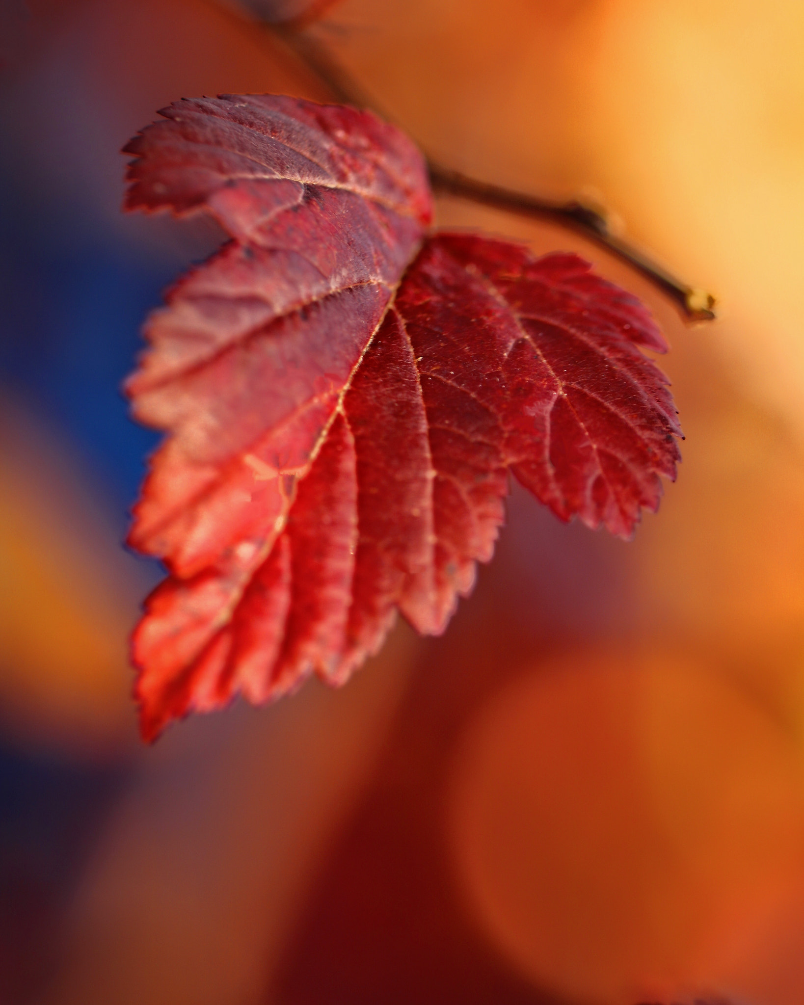 Canon EOS 760D (EOS Rebel T6s / EOS 8000D) sample photo. Ninebark leaf photography