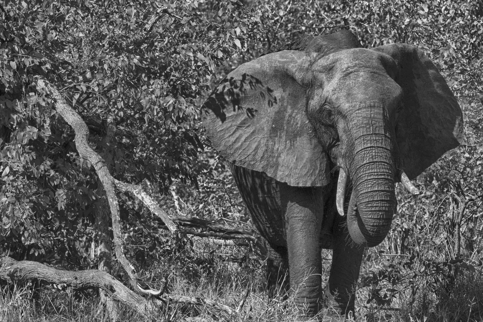 Canon EOS 40D sample photo. Elephant eating photography