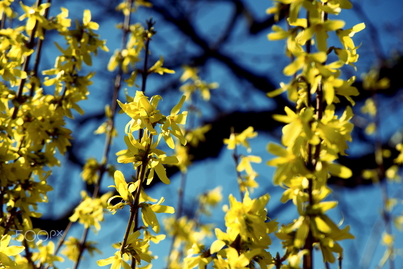 Sony a6000 sample photo. Yellow spring photography