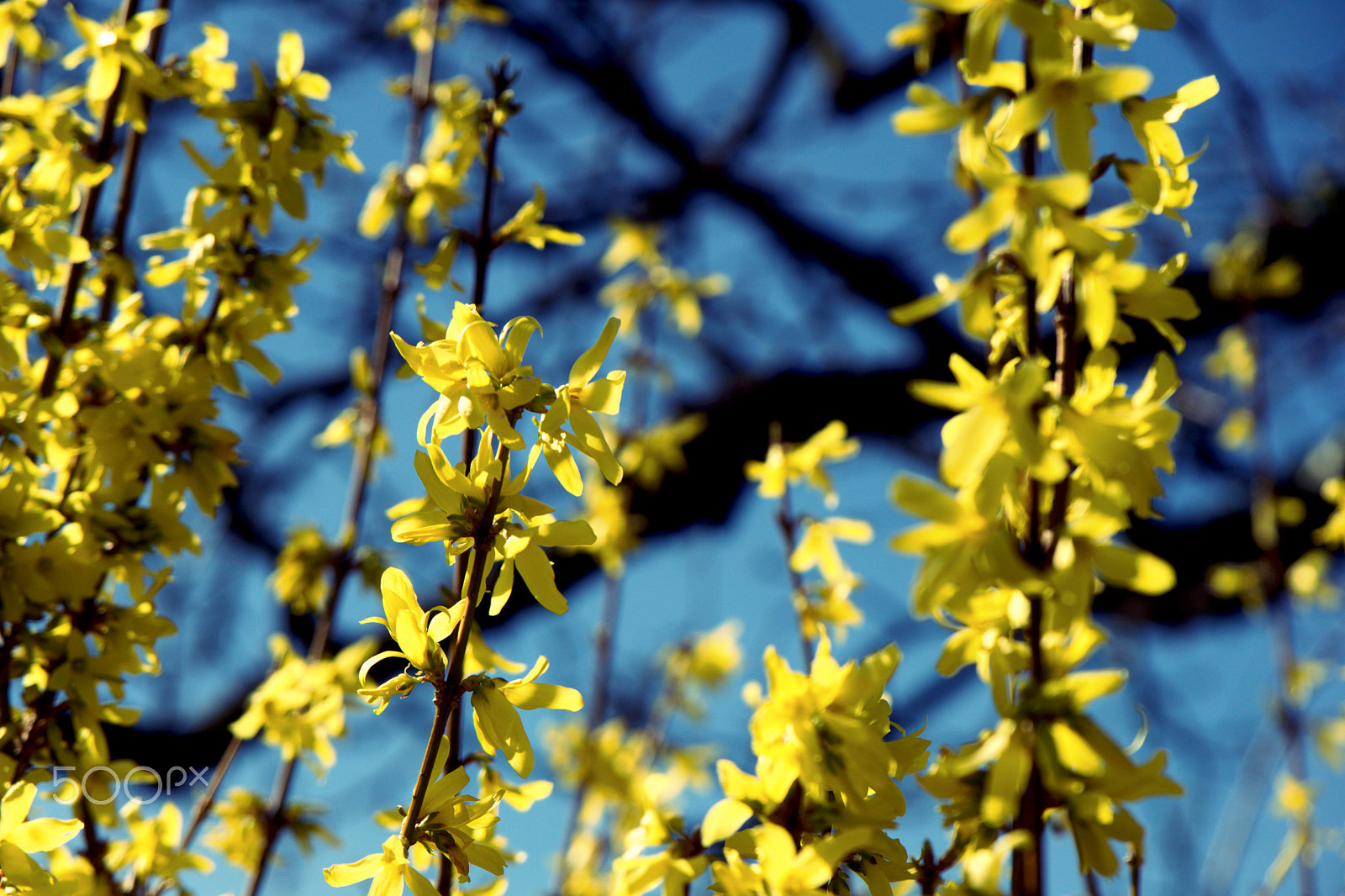 Sony a6000 + Sony Vario-Tessar T* E 16-70mm F4 ZA OSS sample photo. Yellow spring photography