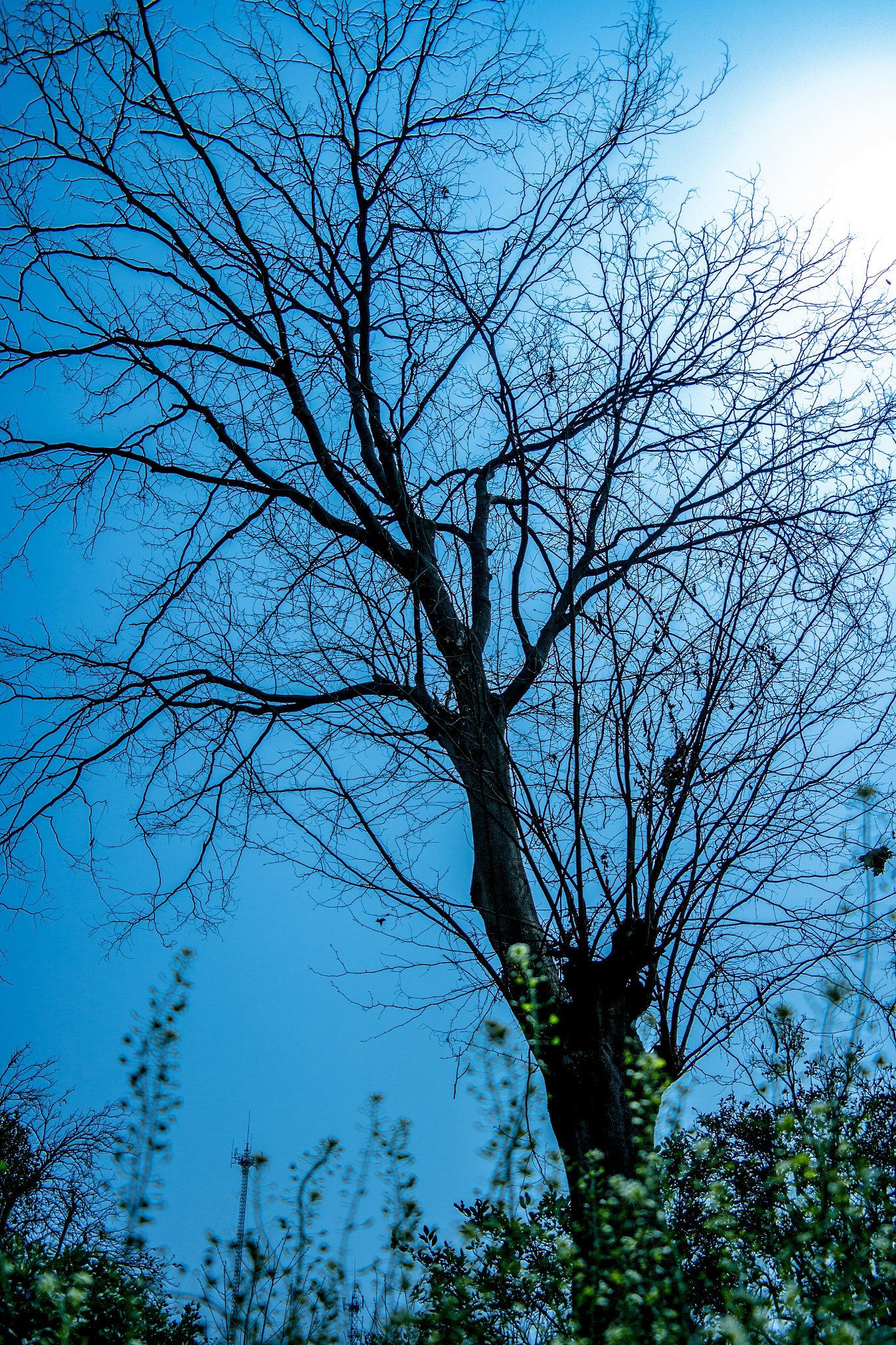 Samsung NX20 sample photo. The withered tree photography