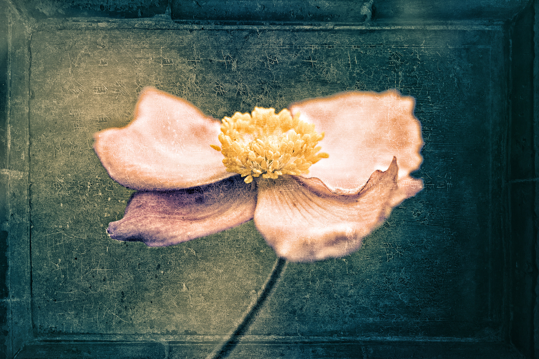 Canon EOS 760D (EOS Rebel T6s / EOS 8000D) sample photo. Vintage anemone photography