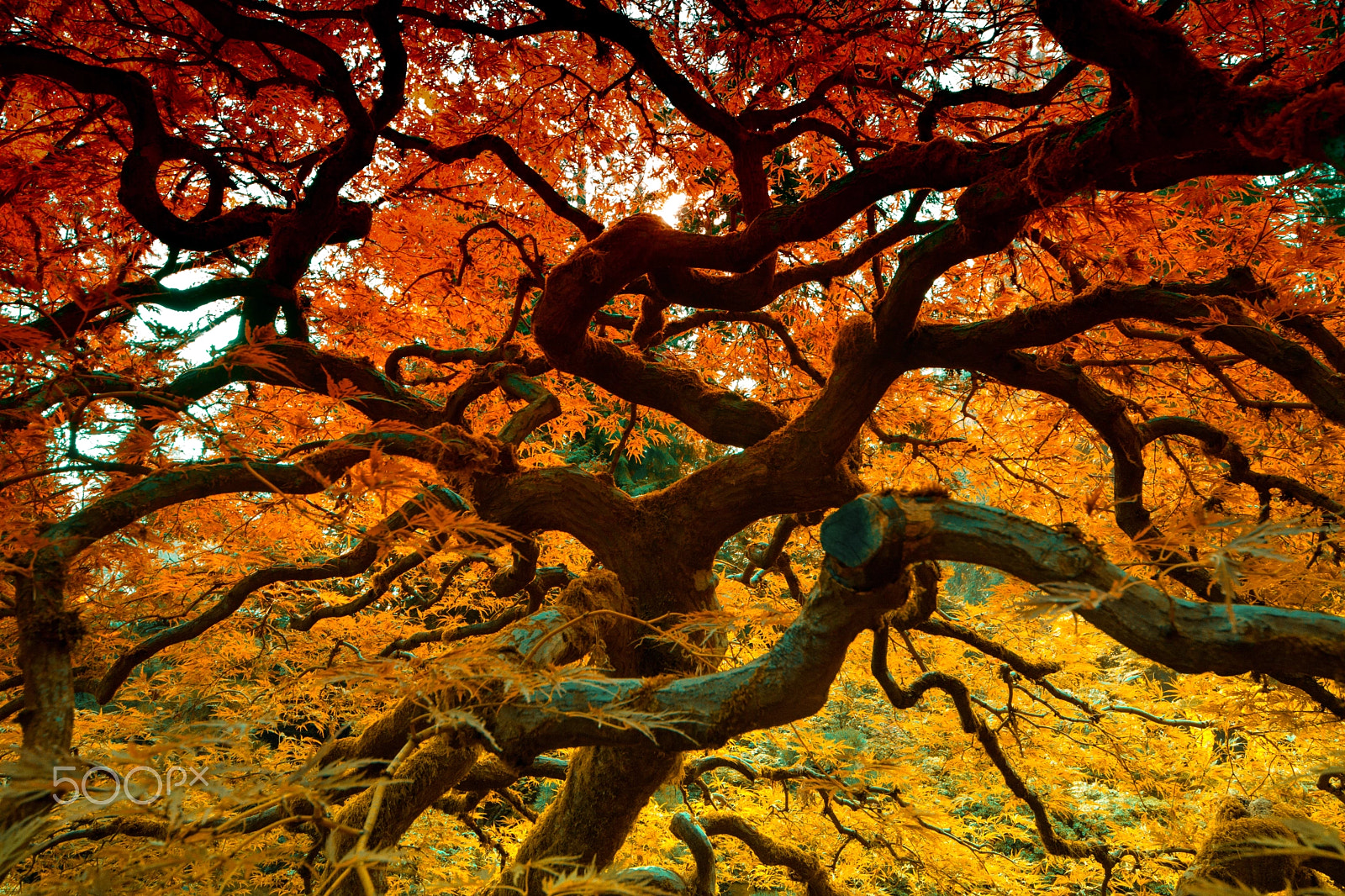 Sigma 8-16mm F4.5-5.6 DC HSM sample photo. Leaves photography
