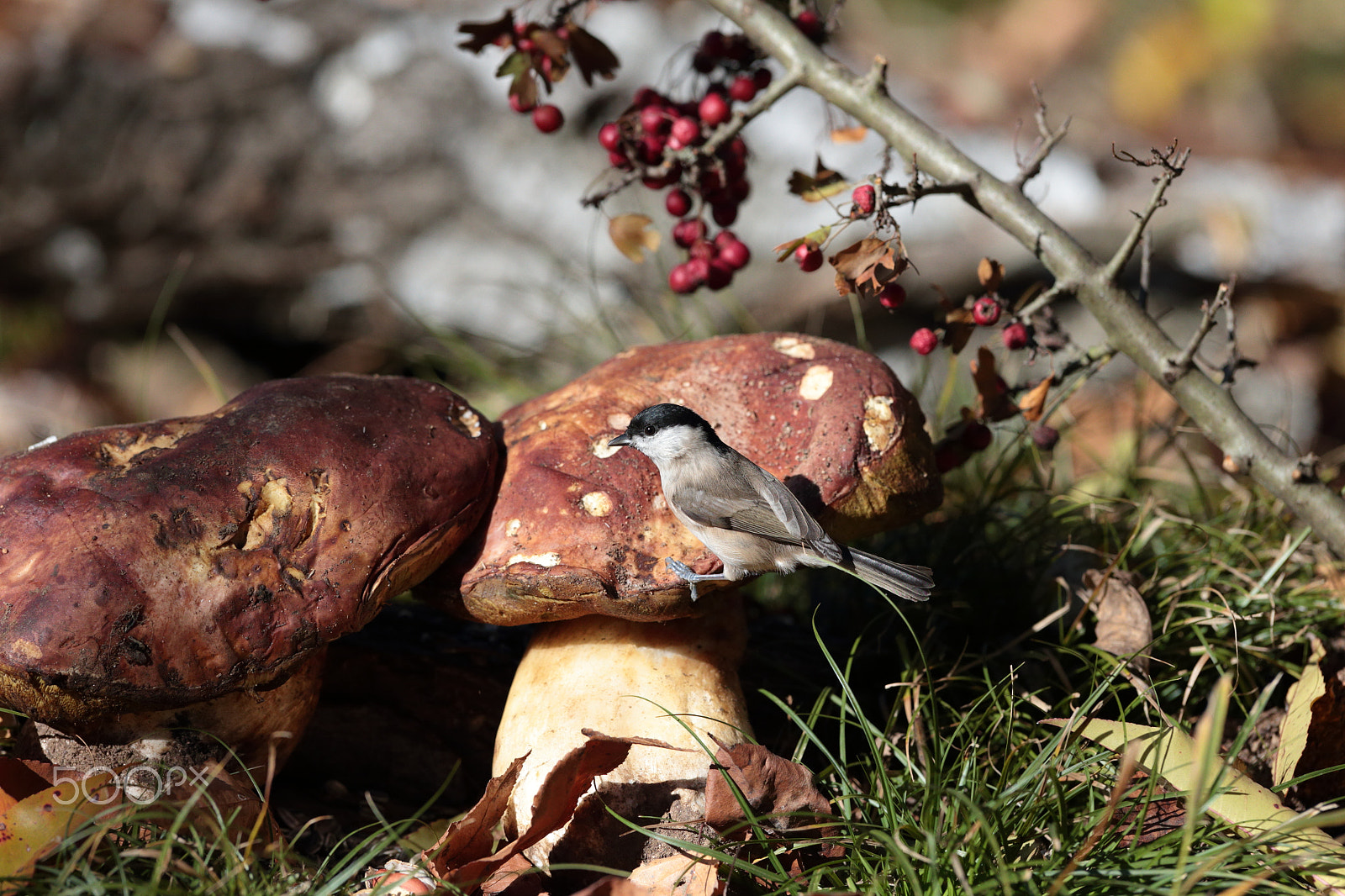 Canon EF 300mm F2.8L IS USM sample photo. Little wood treasures photography