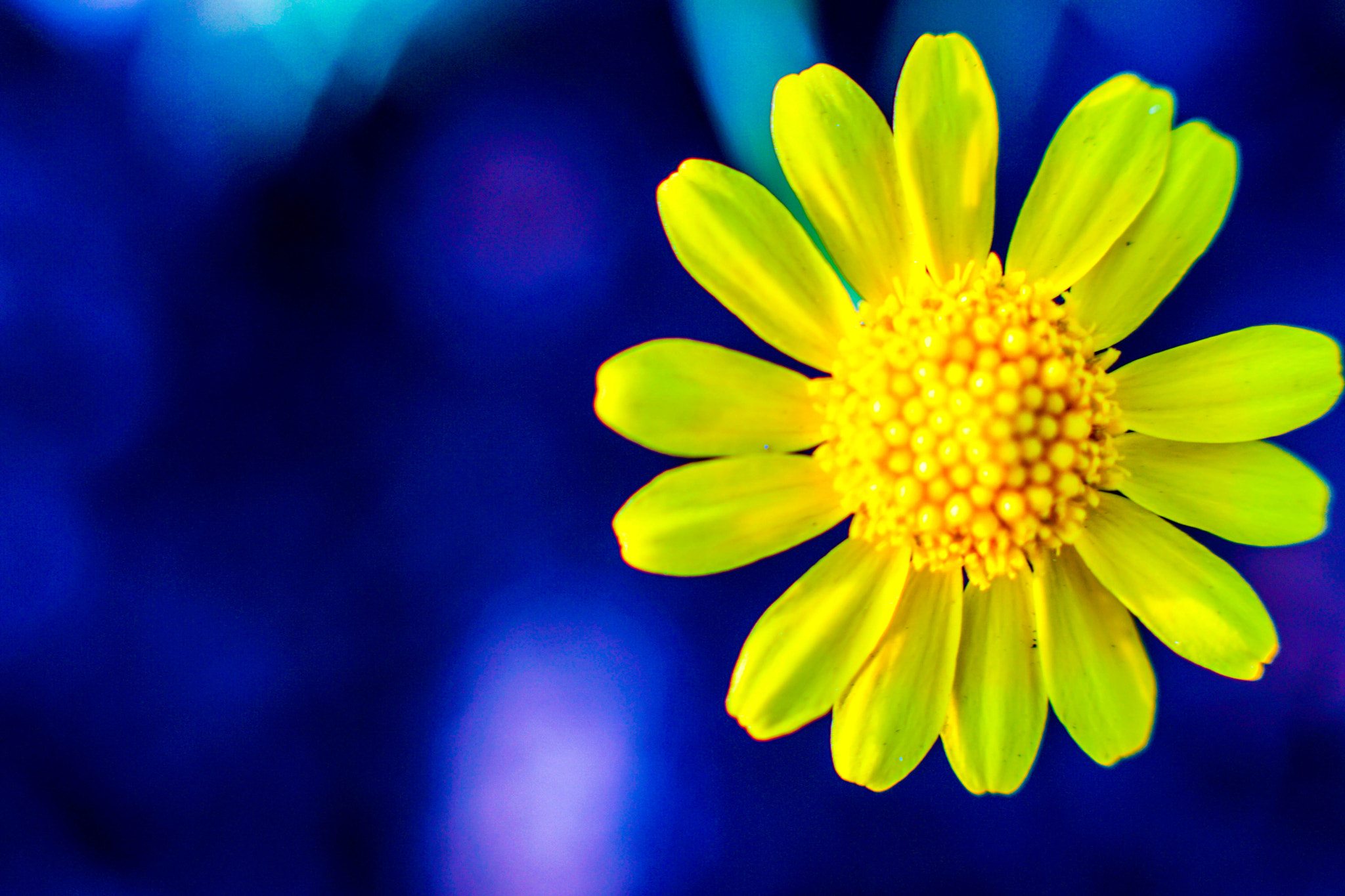 Sony DT 50mm F1.8 SAM sample photo. Flora by the bay photography